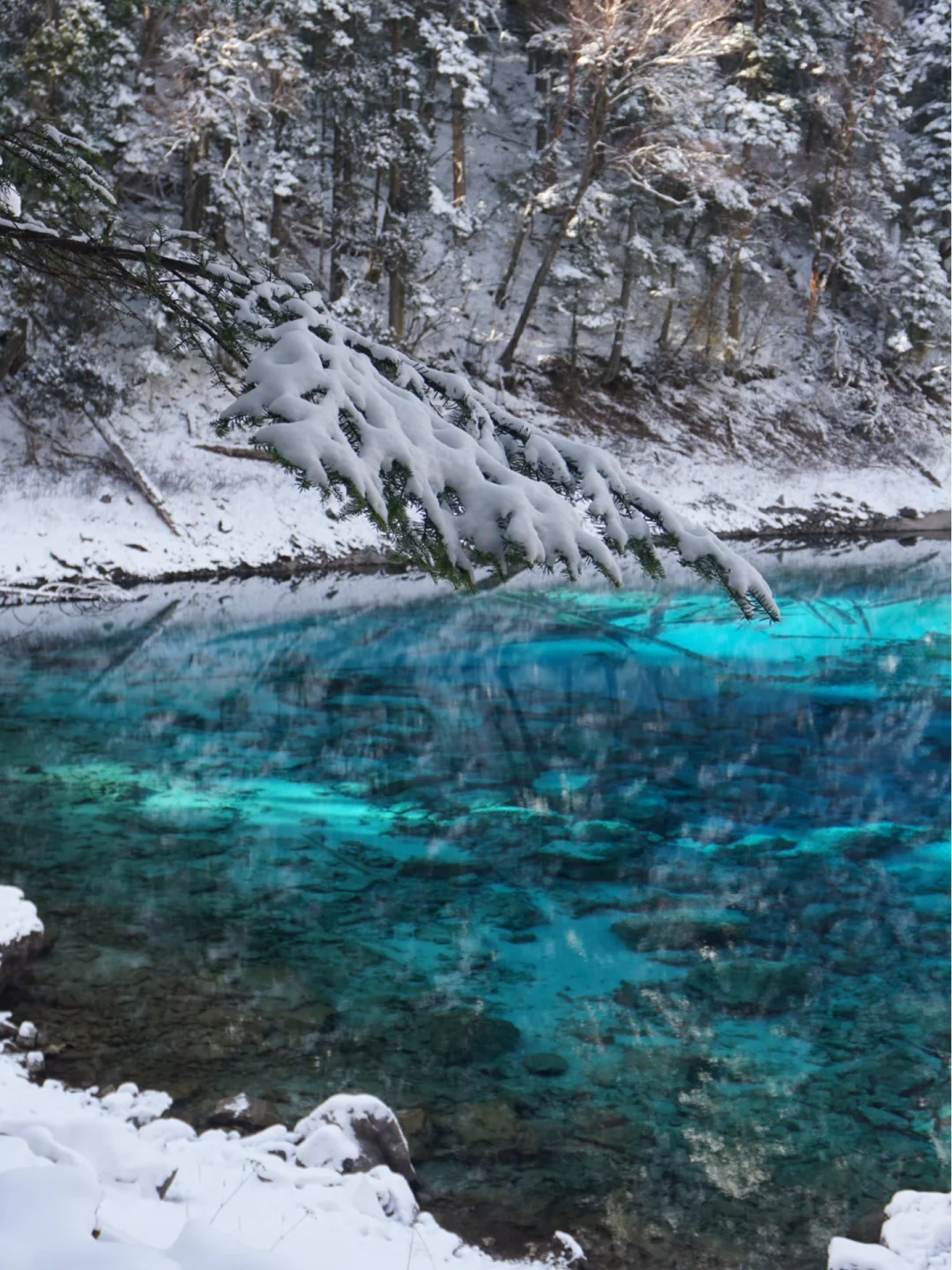 说真的‼️大家千万不要放过下雪的九寨沟啊!