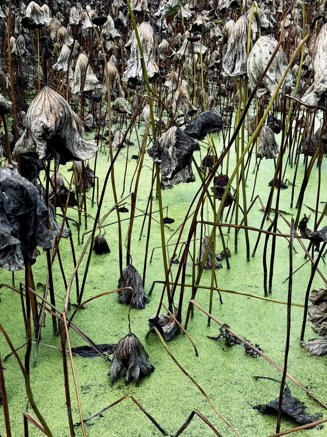 重庆华岩寺 喝茶 抄经 斋饭 赏秋 太全面了