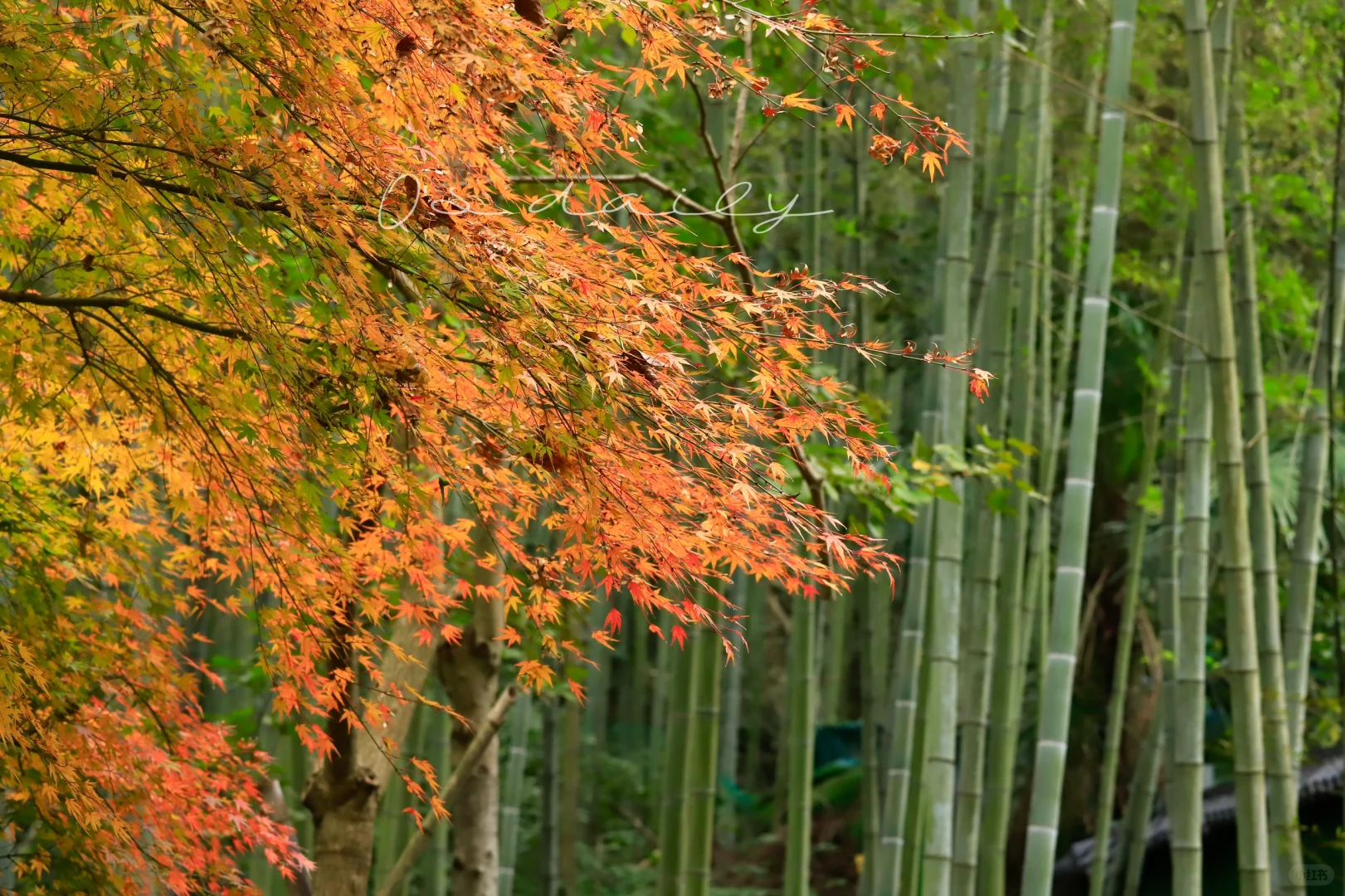 去往上天竺的神秘绝美之路