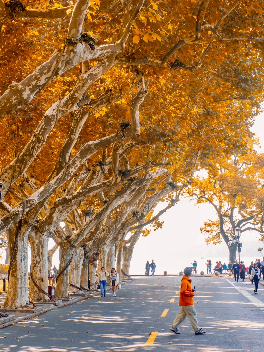 为了这8组照片,我特意飞了趟杭州,值得吗❓