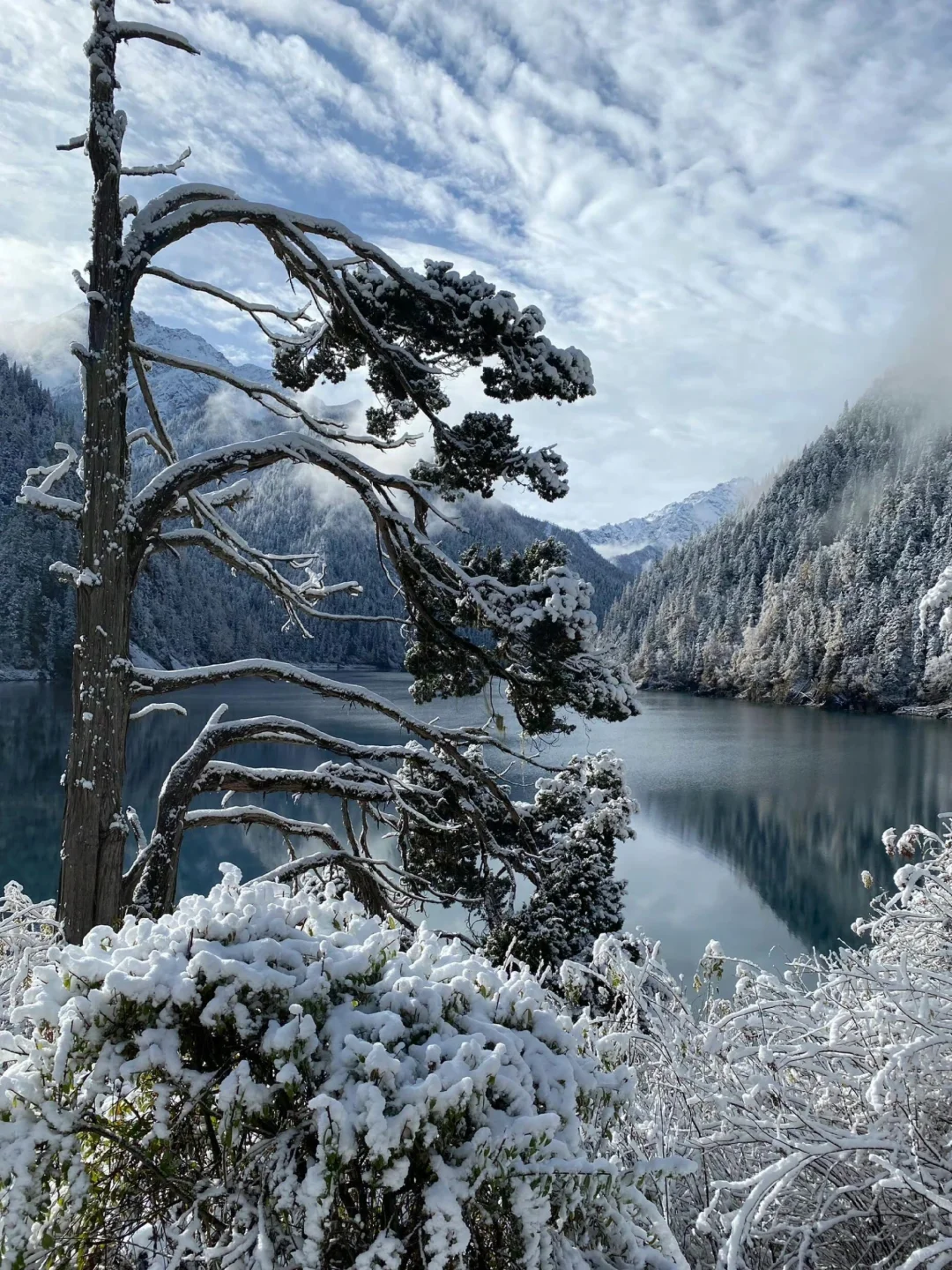 说真的‼️大家千万不要放过下雪的九寨沟啊!