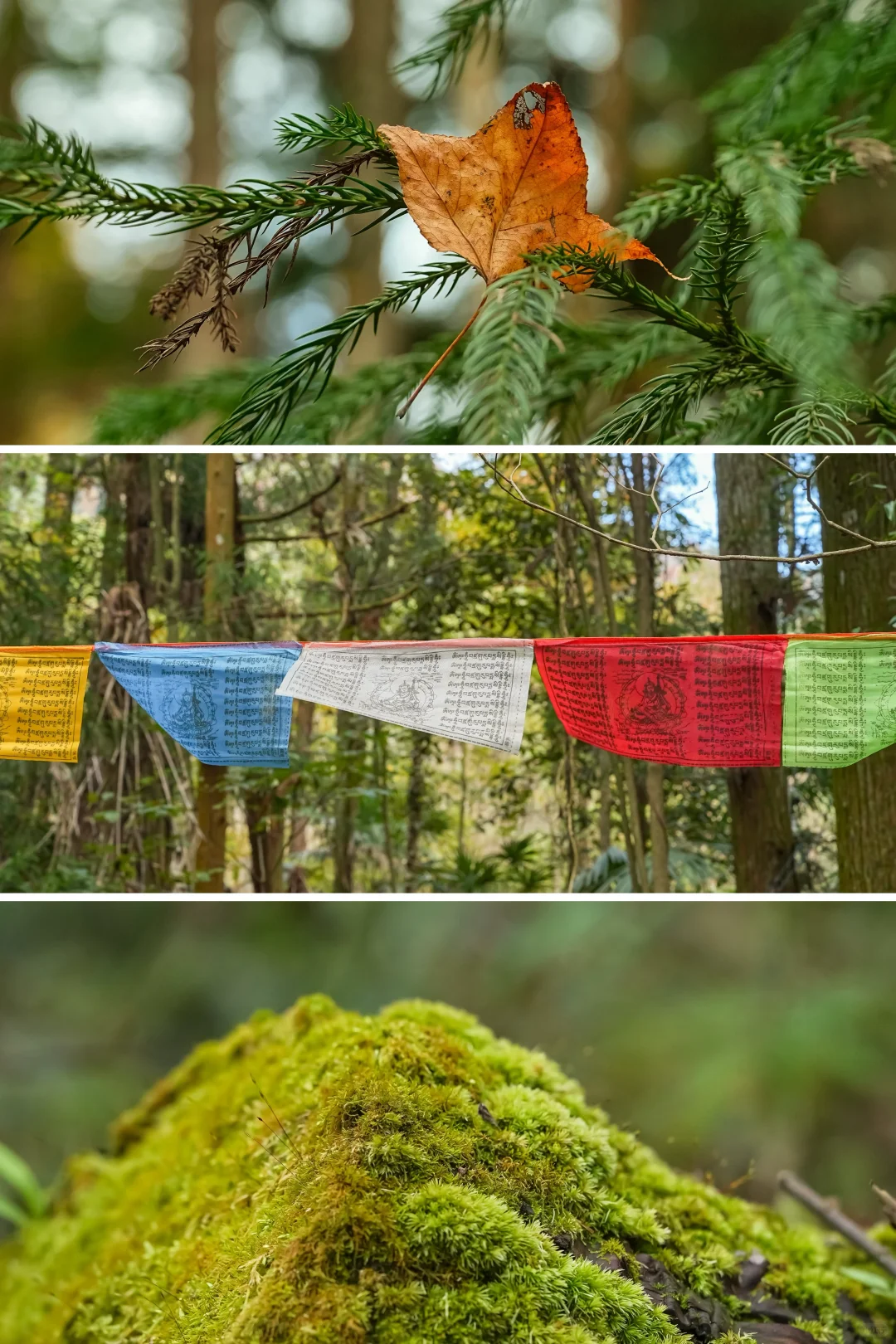 杭州一小时，99%人没去过的秋日古刹🍂