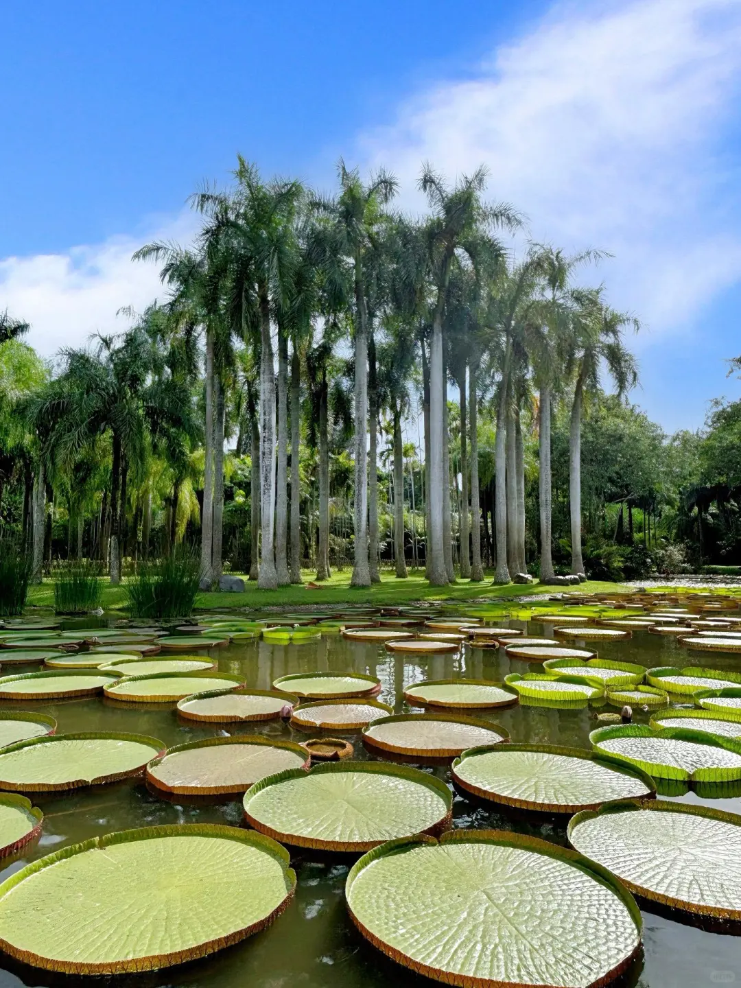 码住这份西双版纳各景点攻略！！