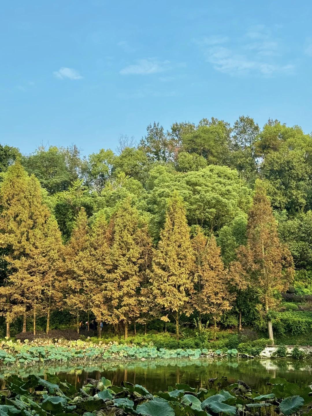重庆华岩寺 喝茶 抄经 斋饭 赏秋 太全面了