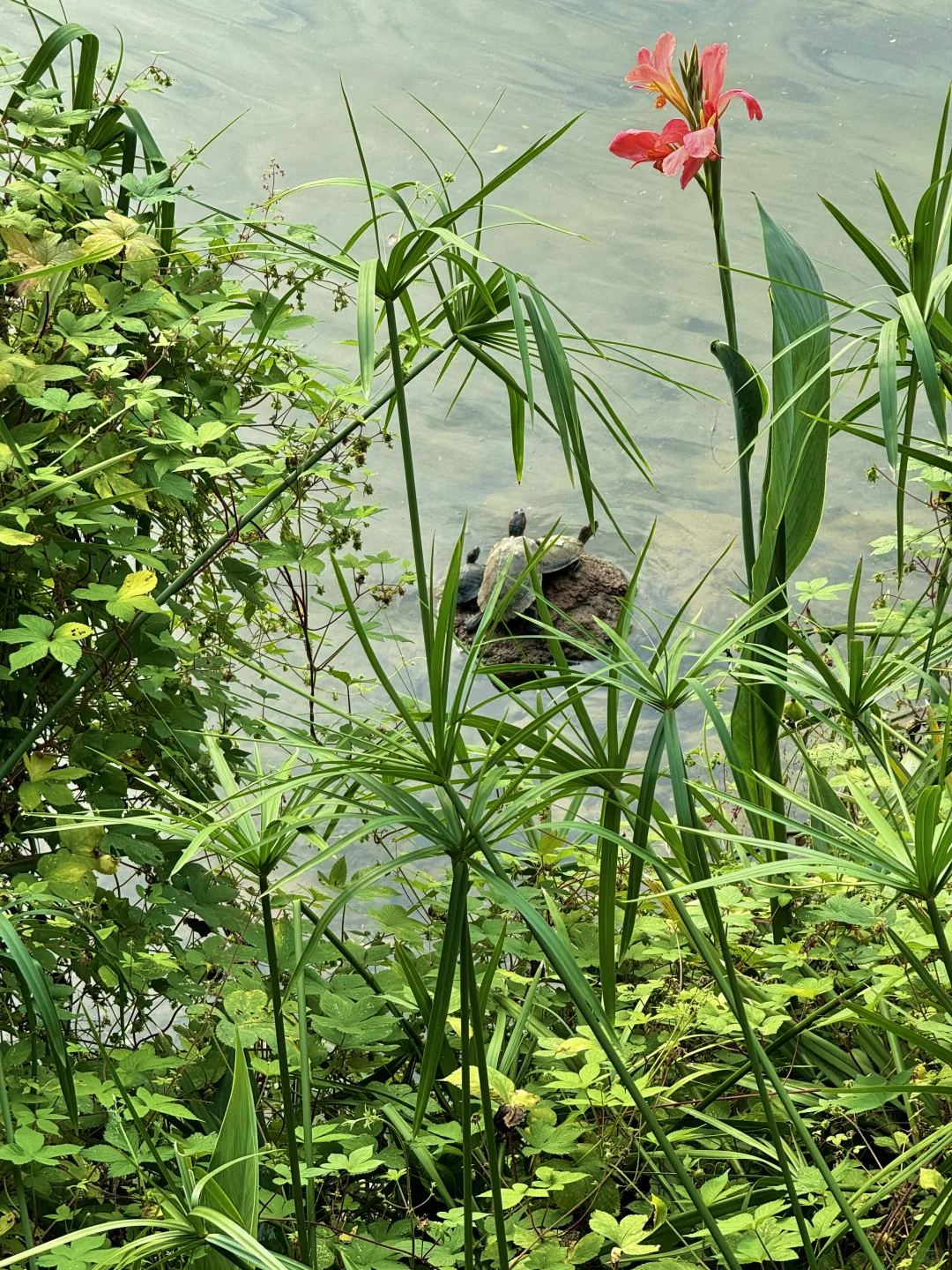 重庆华岩寺 喝茶 抄经 斋饭 赏秋 太全面了