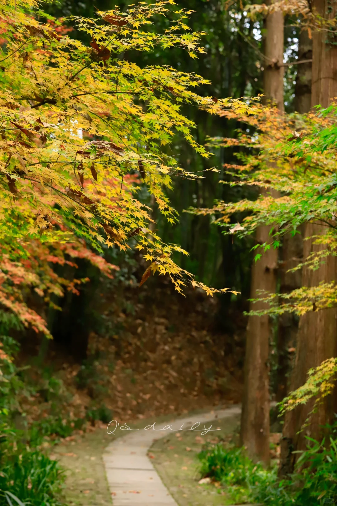 去往上天竺的神秘绝美之路