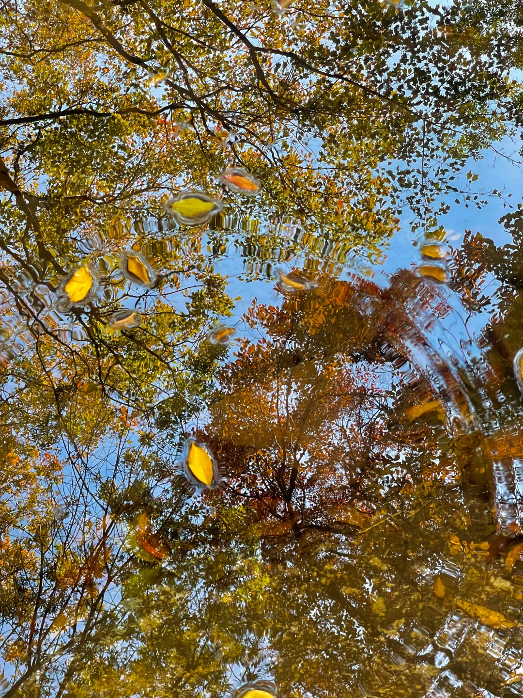 1⃣️8⃣️张live图告诉你苏州的秋天有多美‼️