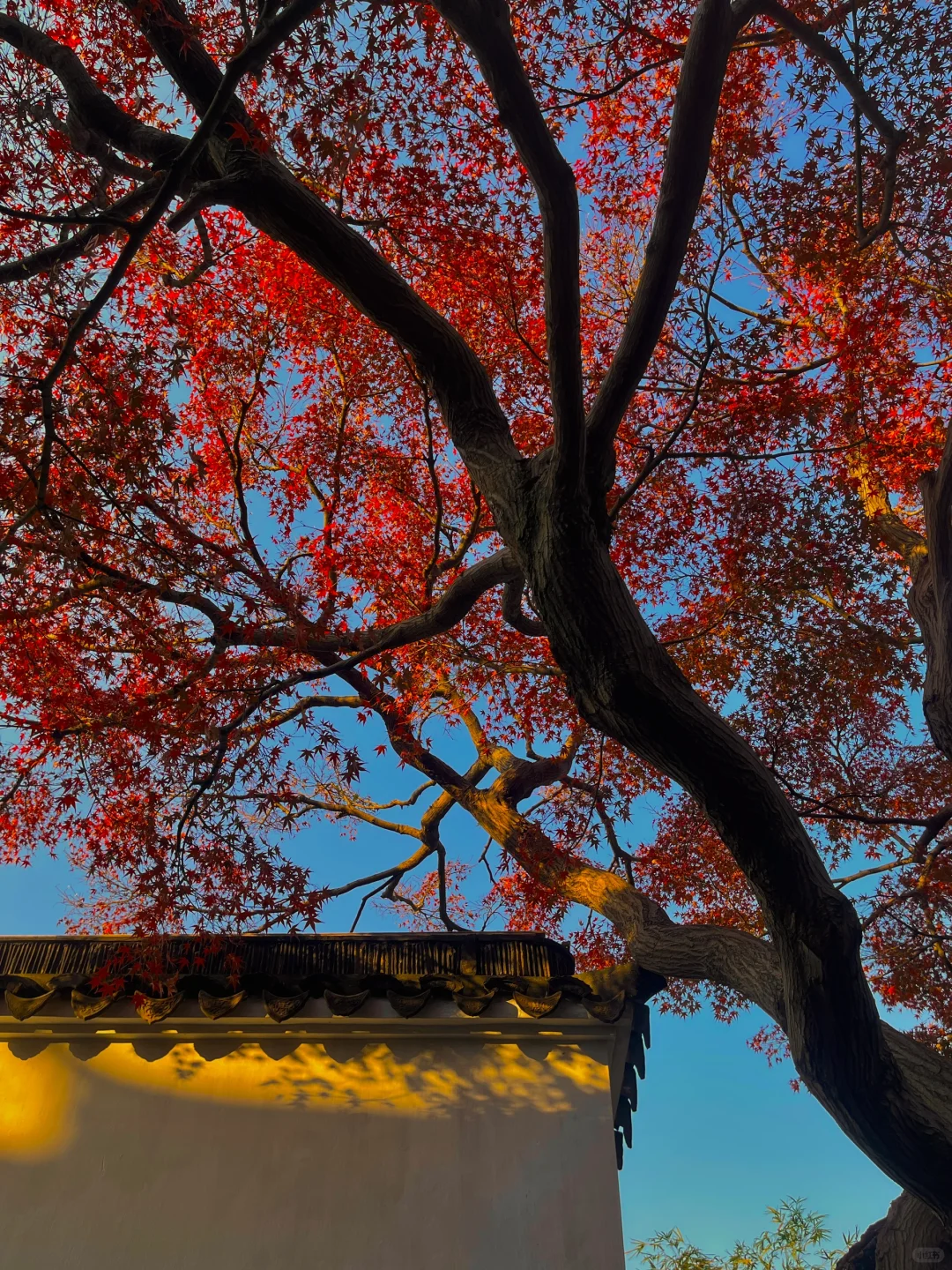 1⃣️8⃣️张live图告诉你苏州的秋天有多美‼️