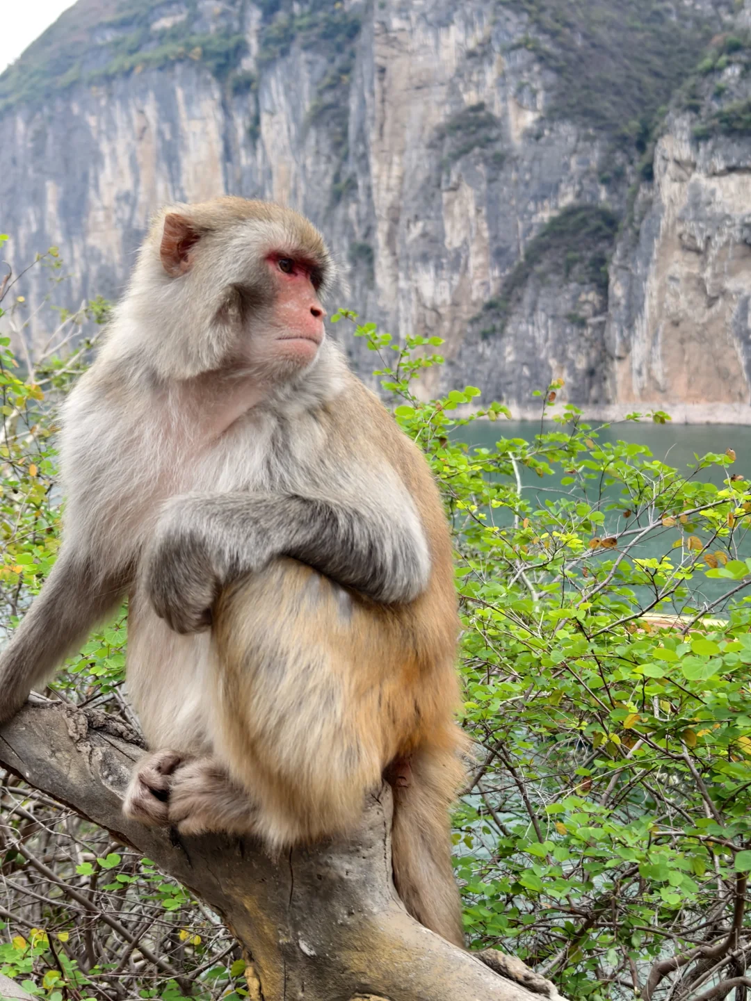 圆梦三峡！看到了李白所说白帝城和三峡之巅