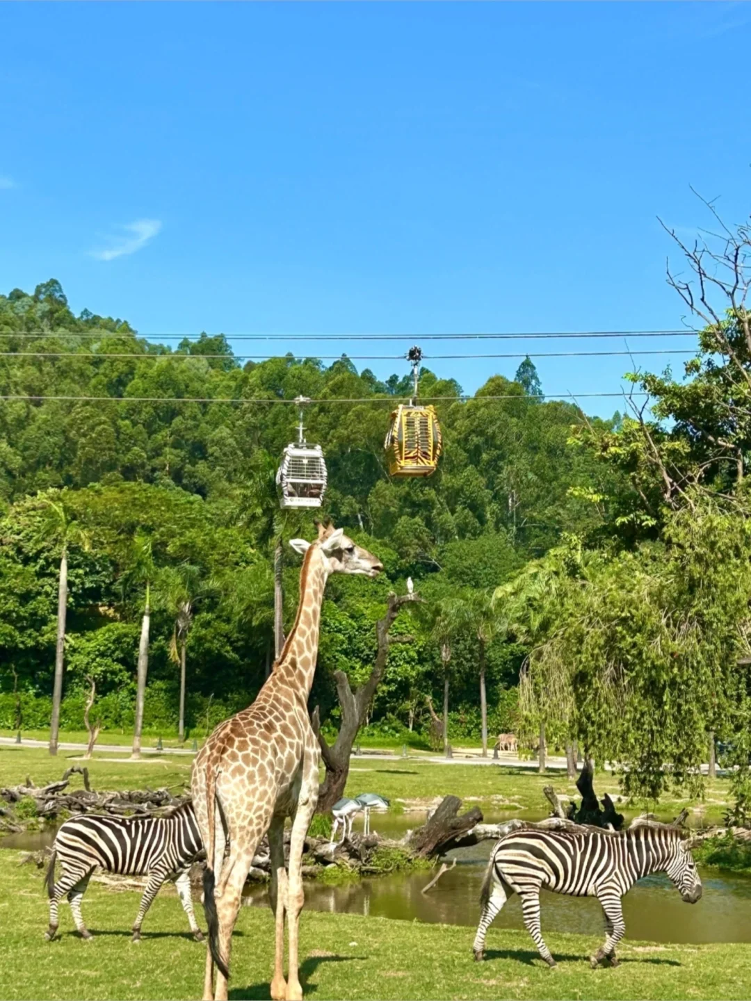 广州旅游攻略｜一张图秒懂广州景点(附路线)