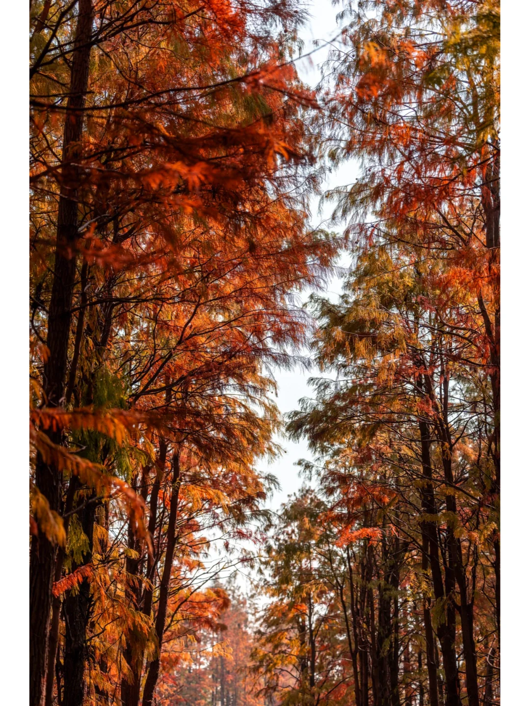 12月的苏州不知道去哪玩，去常熟尚湖吧