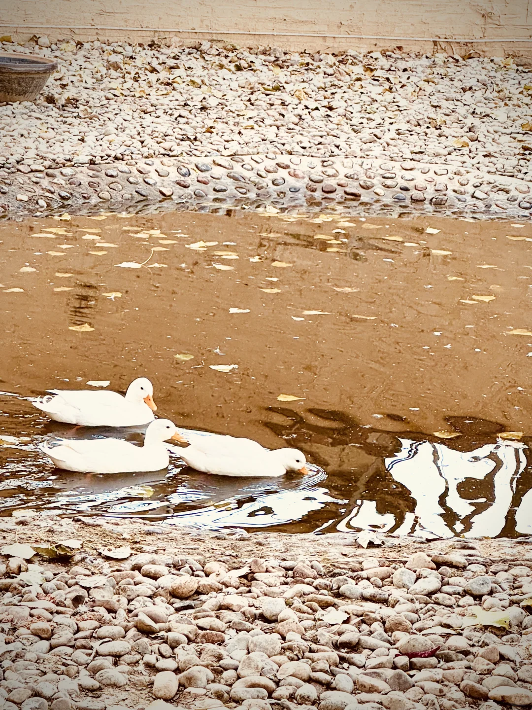 被问了好几遍⁉️12🈷️石家庄童话游玩好去处