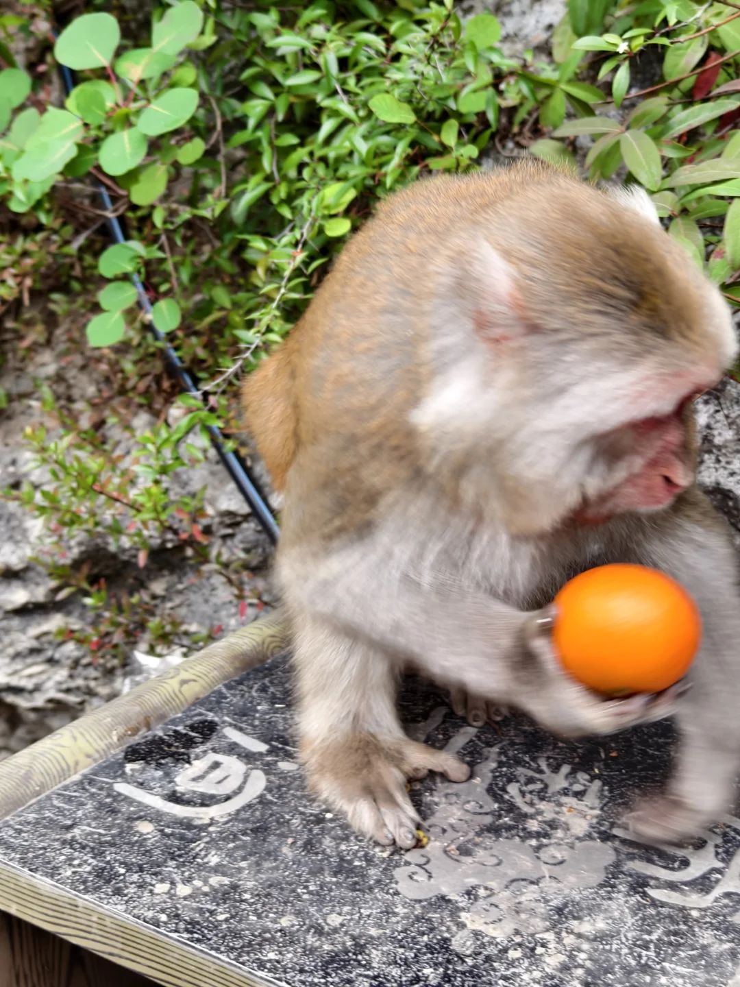 圆梦三峡！看到了李白所说白帝城和三峡之巅