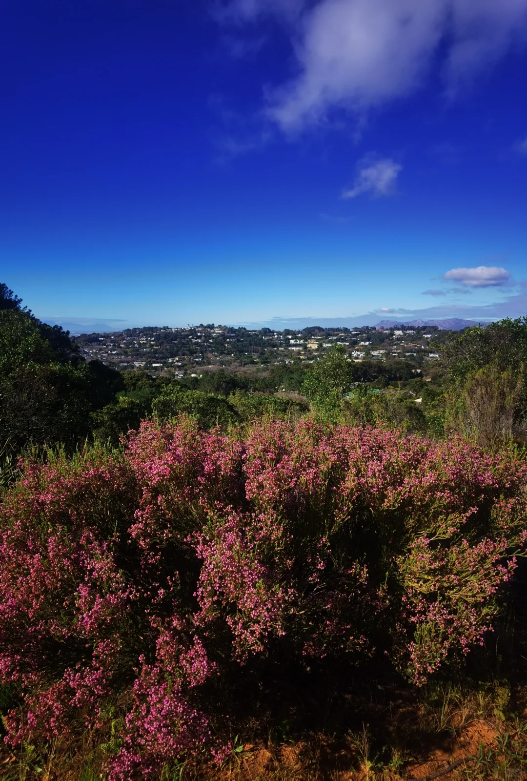 南非【花园大道】旅游攻略