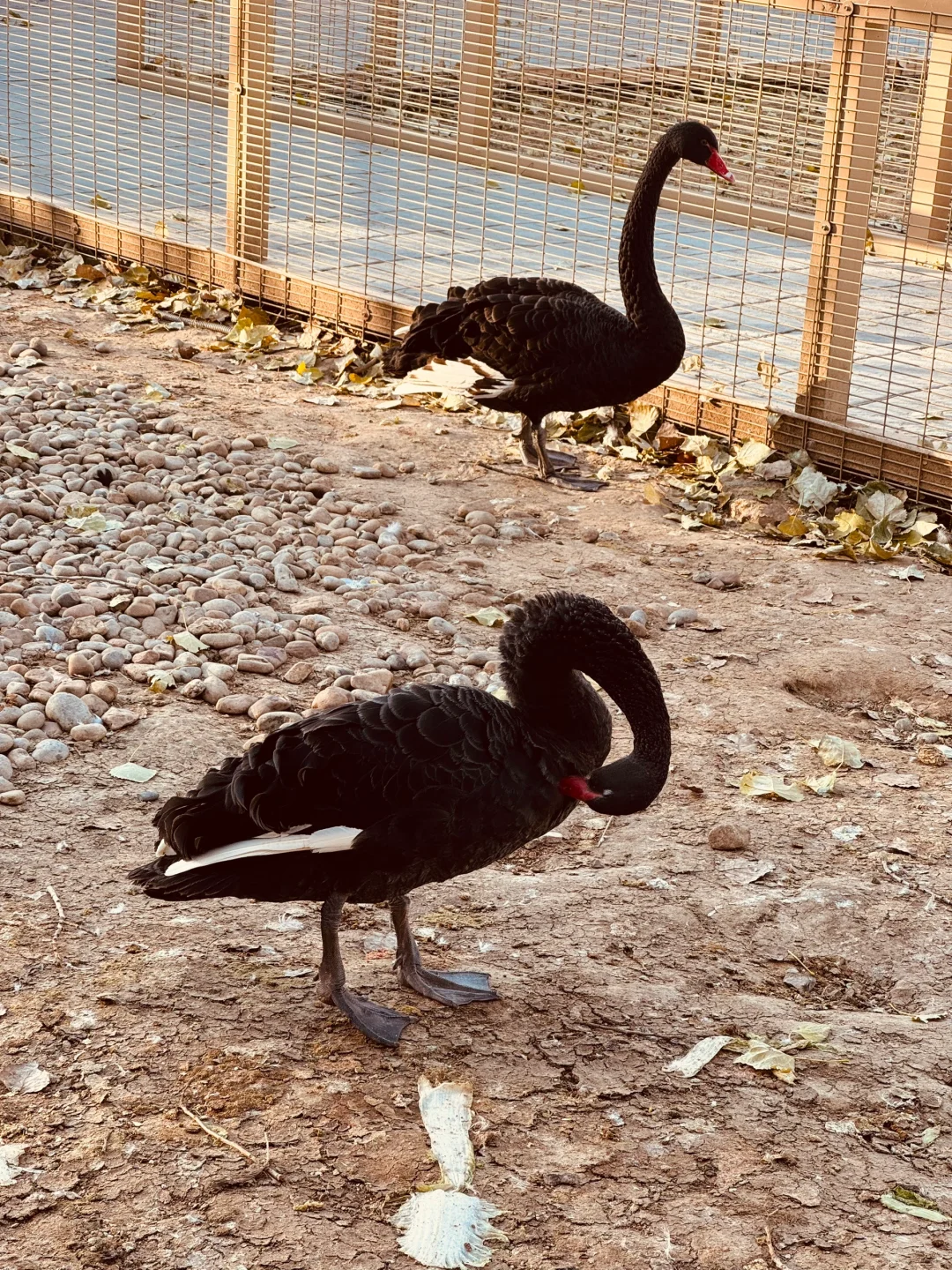 被问了好几遍⁉️12🈷️石家庄童话游玩好去处