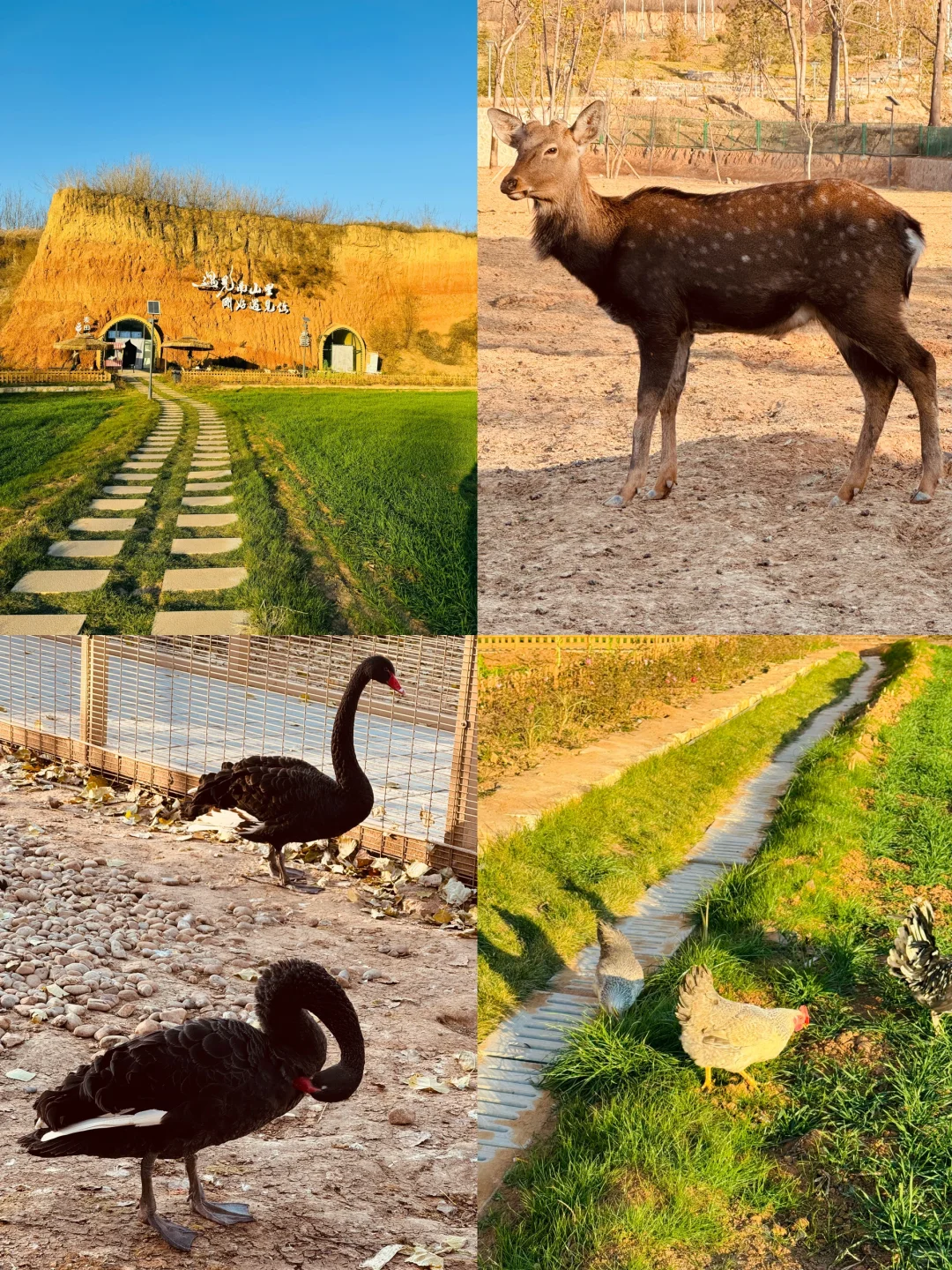 被问了好几遍⁉️12🈷️石家庄童话游玩好去处