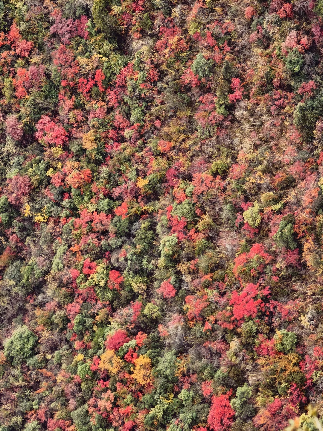 圆梦三峡！看到了李白所说白帝城和三峡之巅