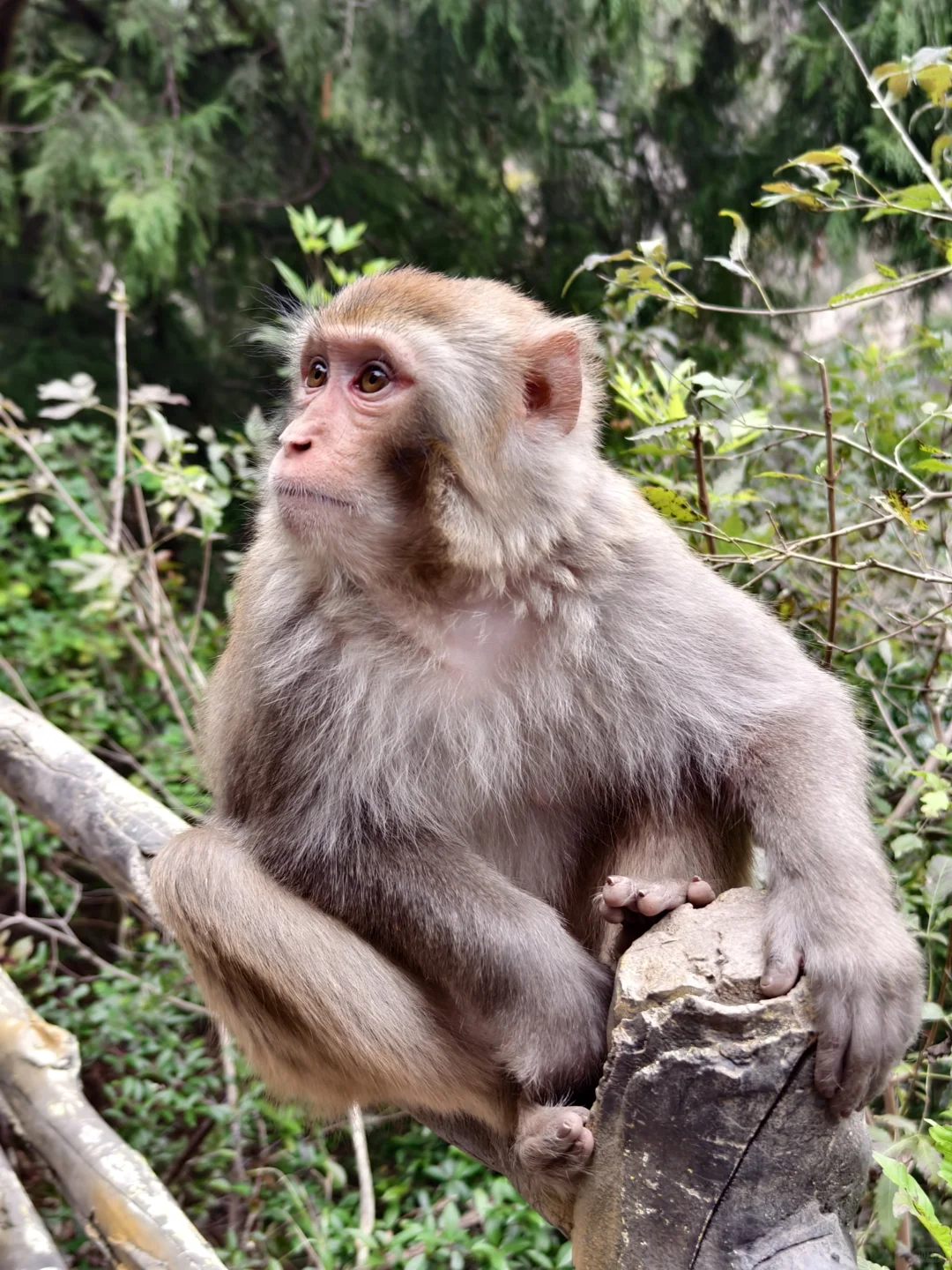 圆梦三峡！看到了李白所说白帝城和三峡之巅