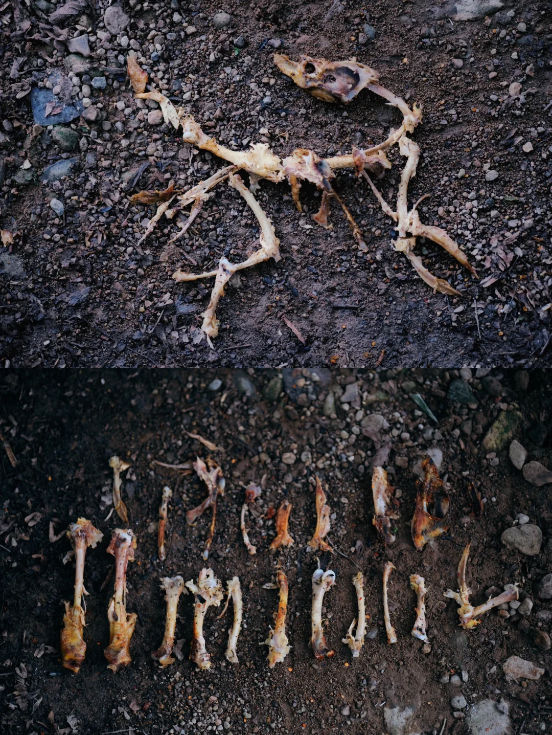 “野”很好玩,“野”很有趣|我的年度passion