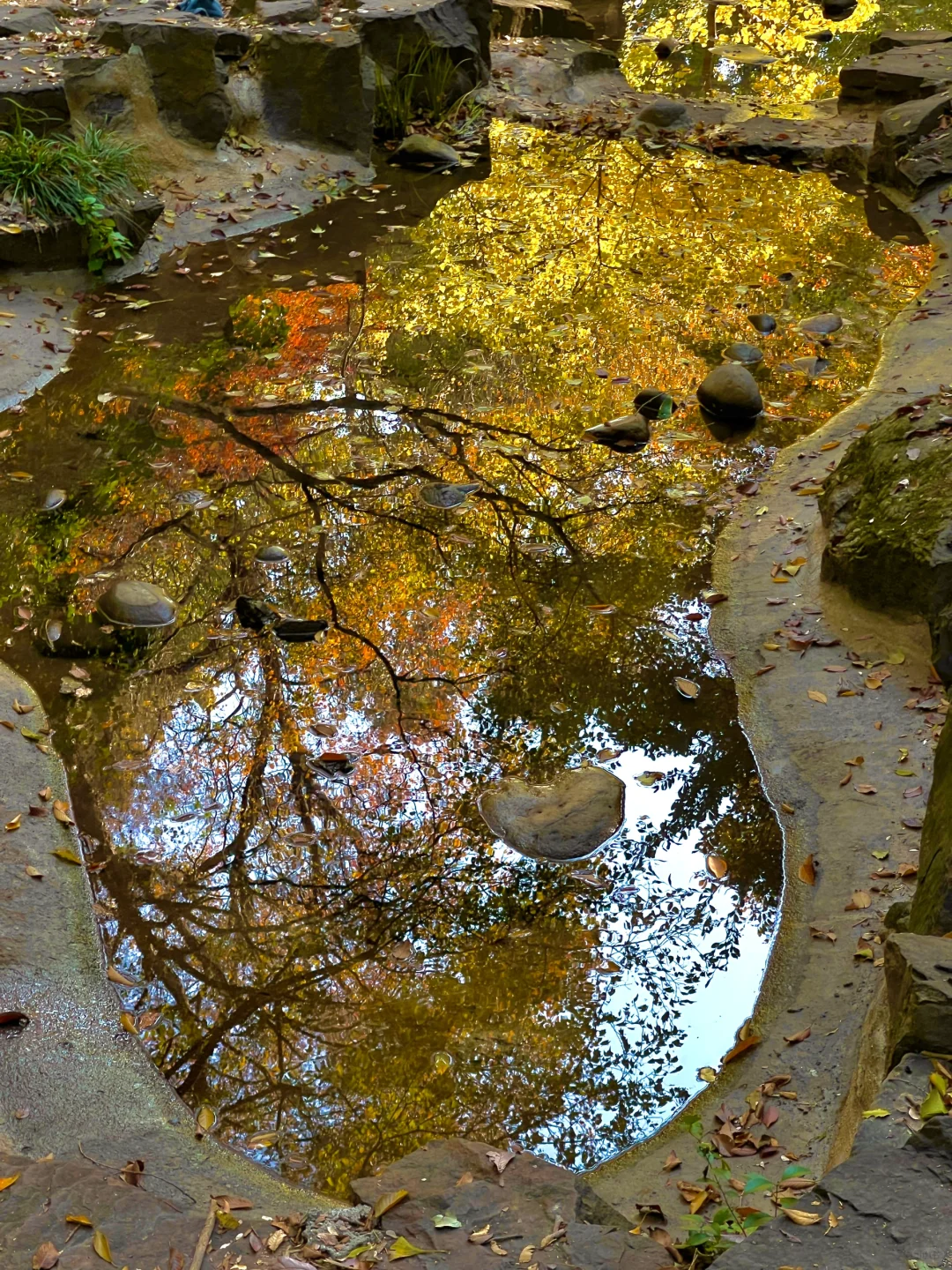 1⃣️8⃣️张live图告诉你苏州的秋天有多美‼️