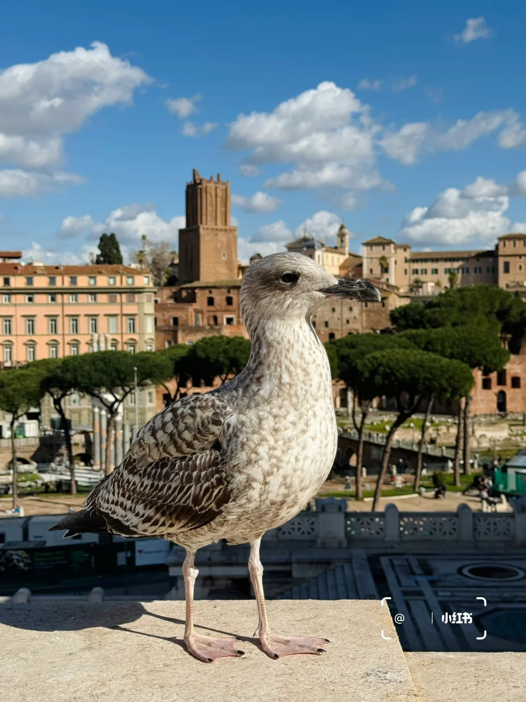 意大利旅行，有这篇全攻略就够了❗️附18日游