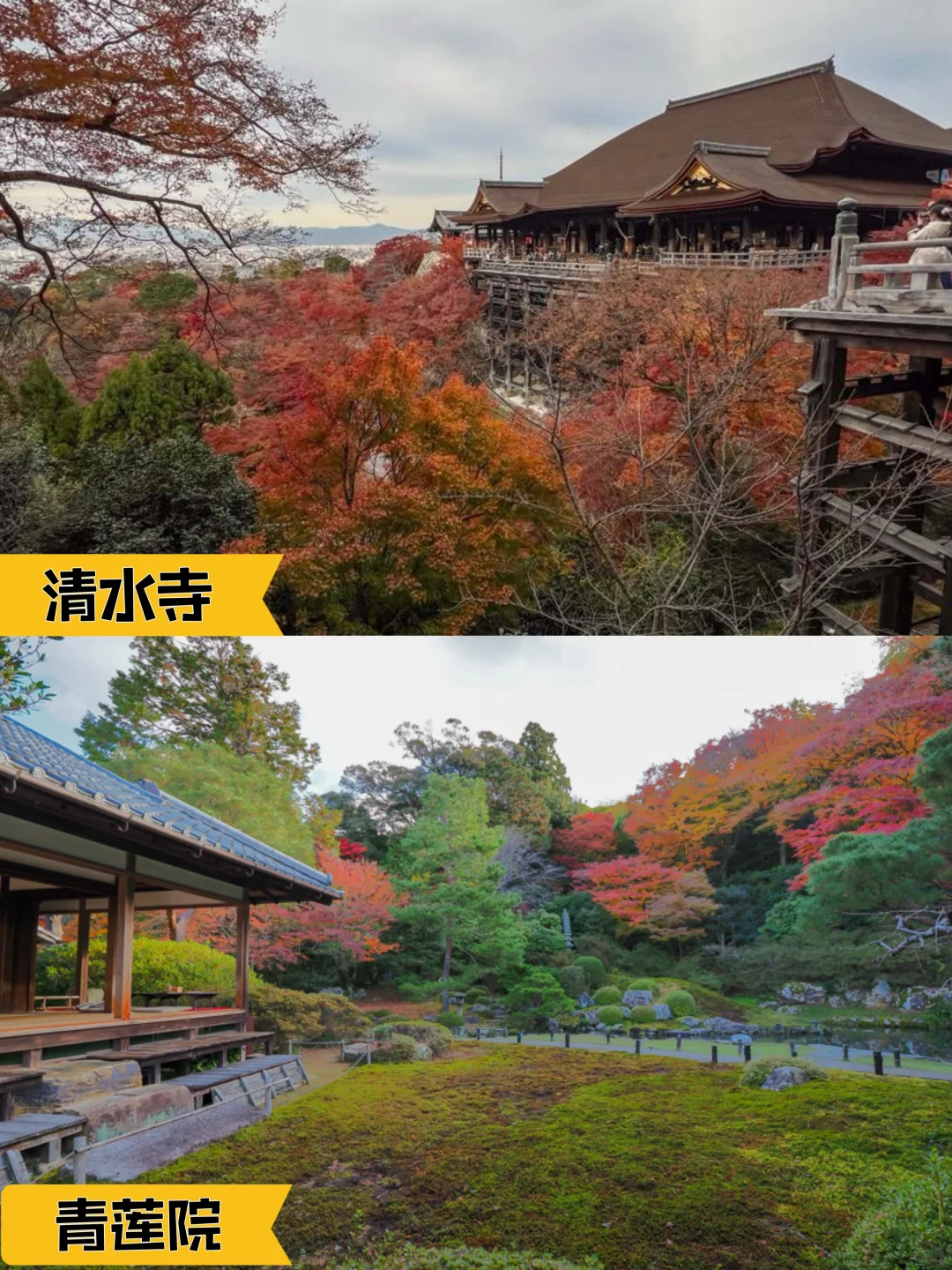 2024京都追枫实时播报📢这些寺院坚挺仍可冲