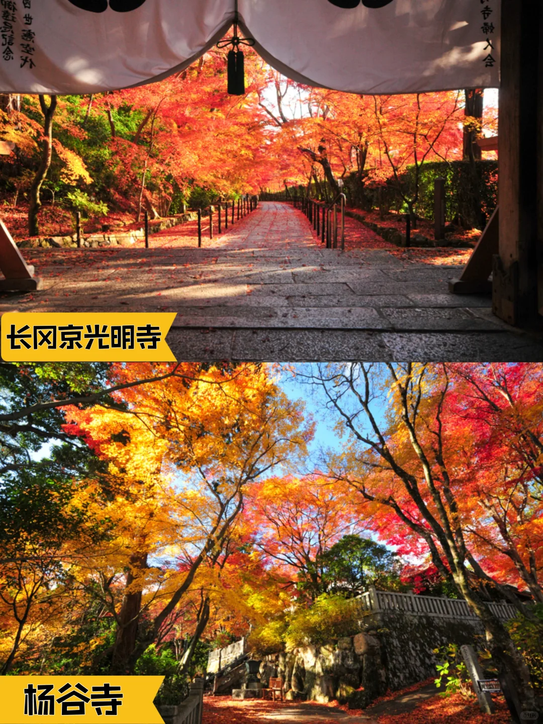 2024京都追枫实时播报📢这些寺院坚挺仍可冲