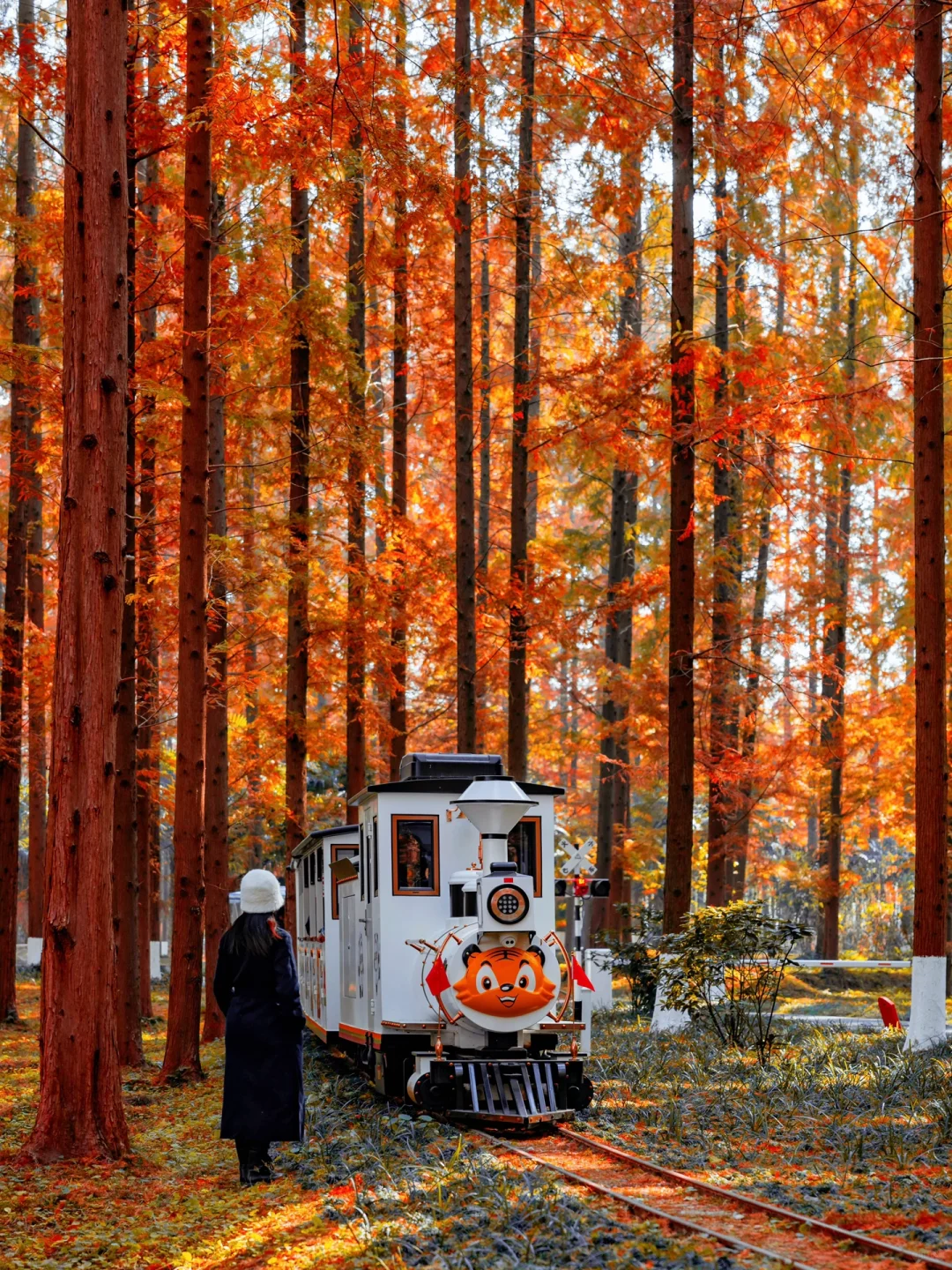 不是新疆！是江苏！美到哭的童话杉林！无人…