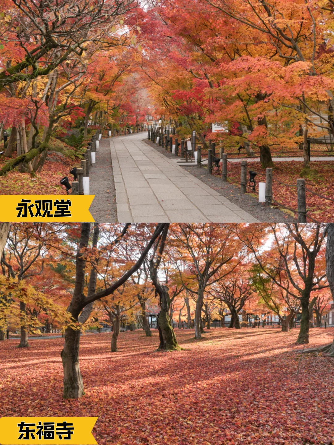 2024京都追枫实时播报📢这些寺院坚挺仍可冲