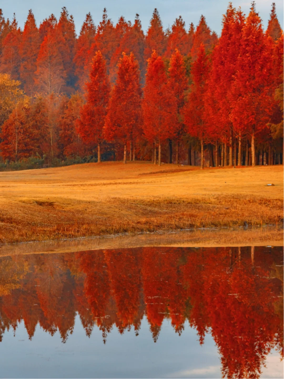 不是新疆！是江苏！美到哭的童话杉林！无人…