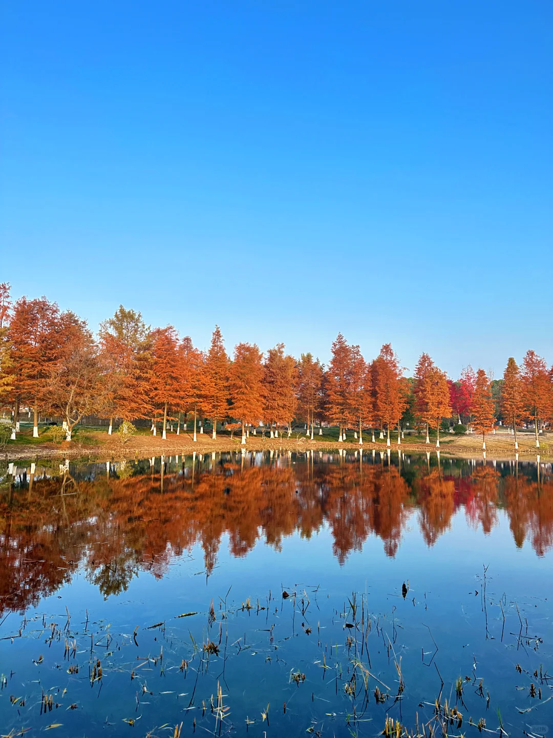 live实拍丨湘湖的秋天已经美到nextlevel了