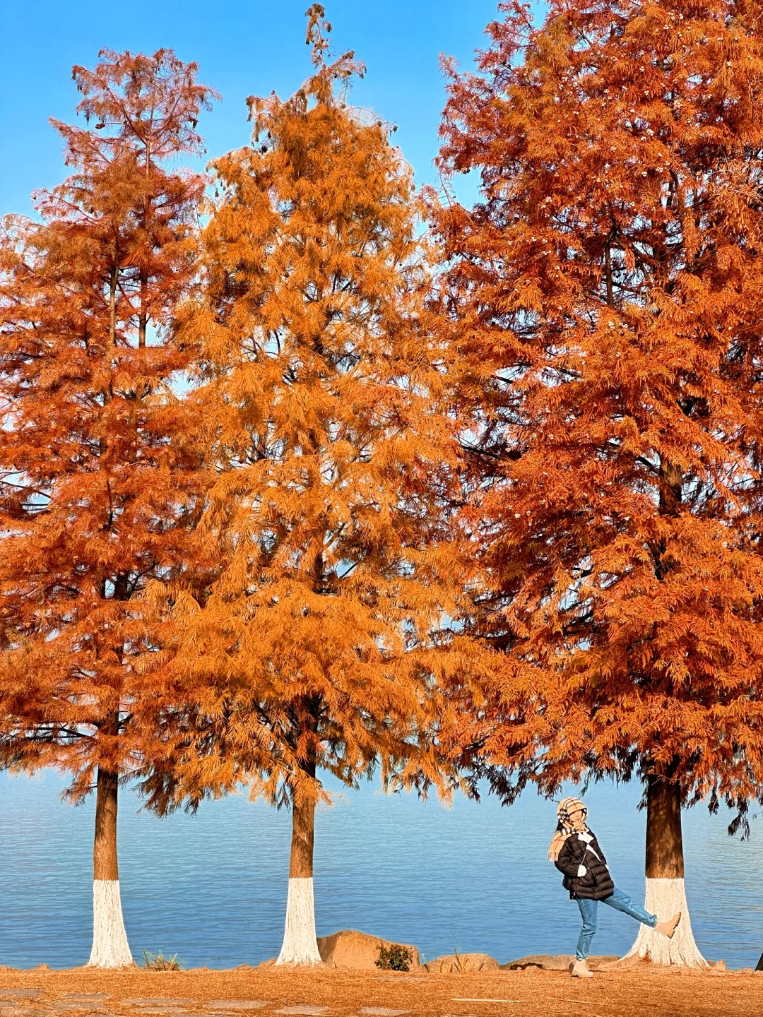 live实拍丨湘湖的秋天已经美到nextlevel了