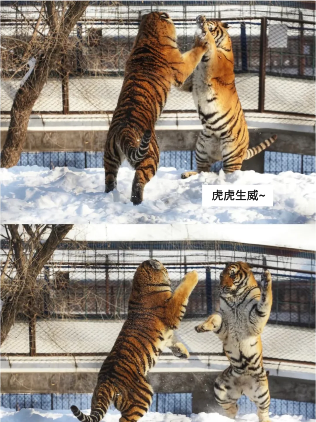 哈尔滨东北虎林园，一去一个“不吱声”❗