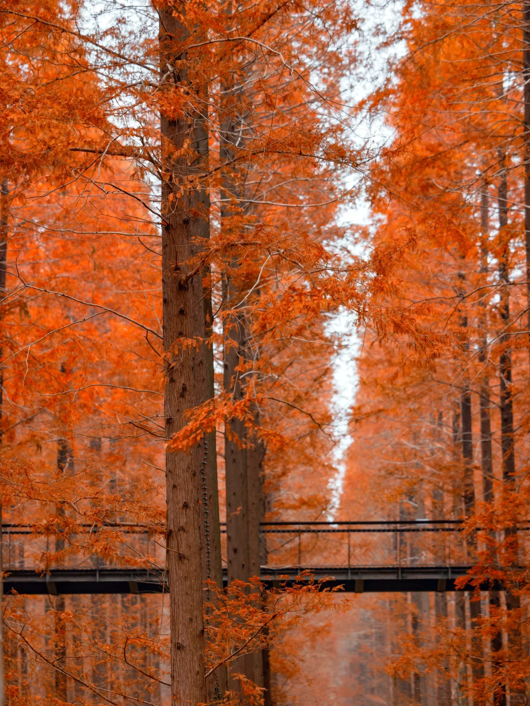 不是新疆！是江苏！美到哭的童话杉林！无人…