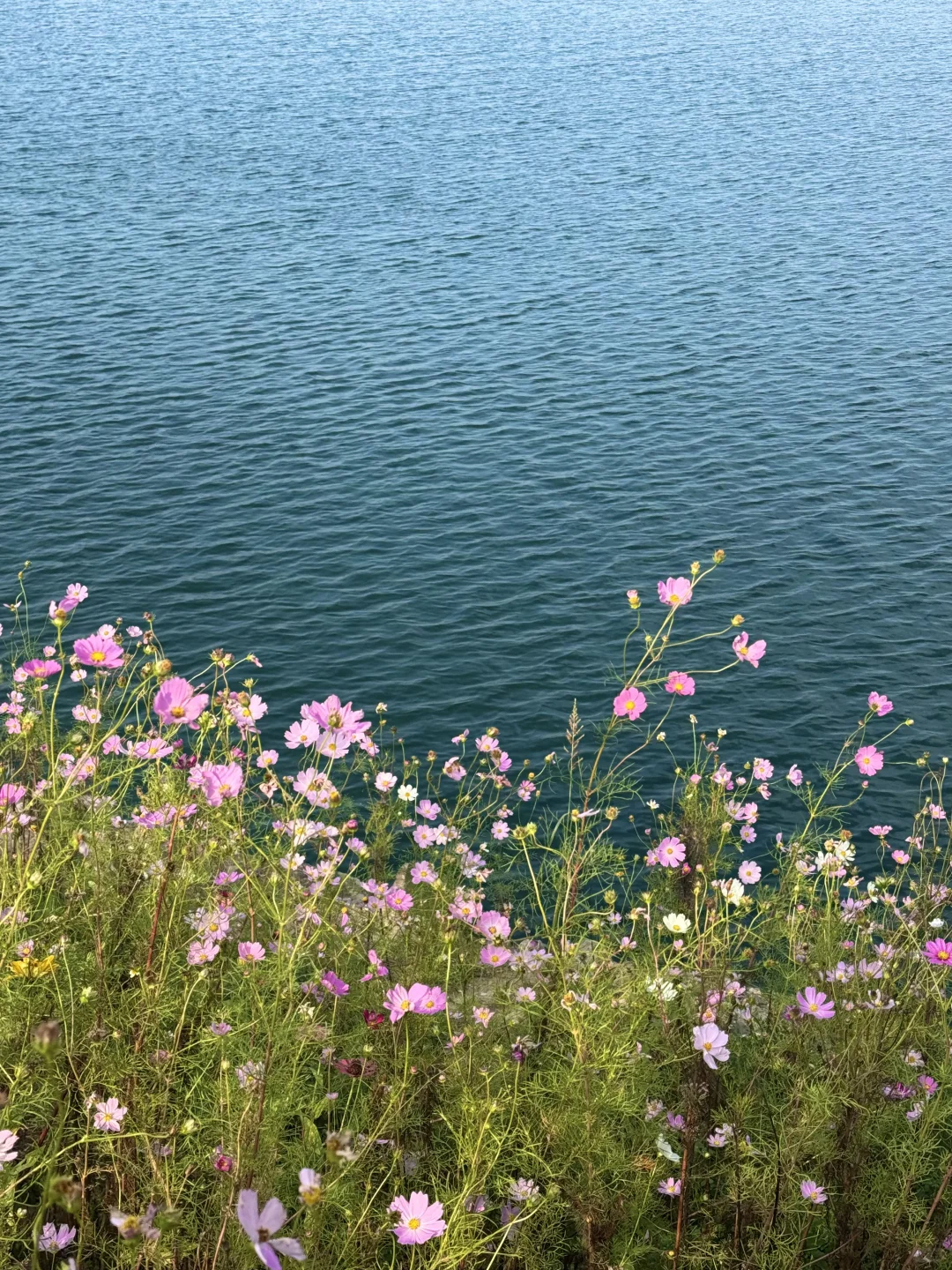 问爆了❗️上海自驾1.5h🚗人间塞尔达真的存在