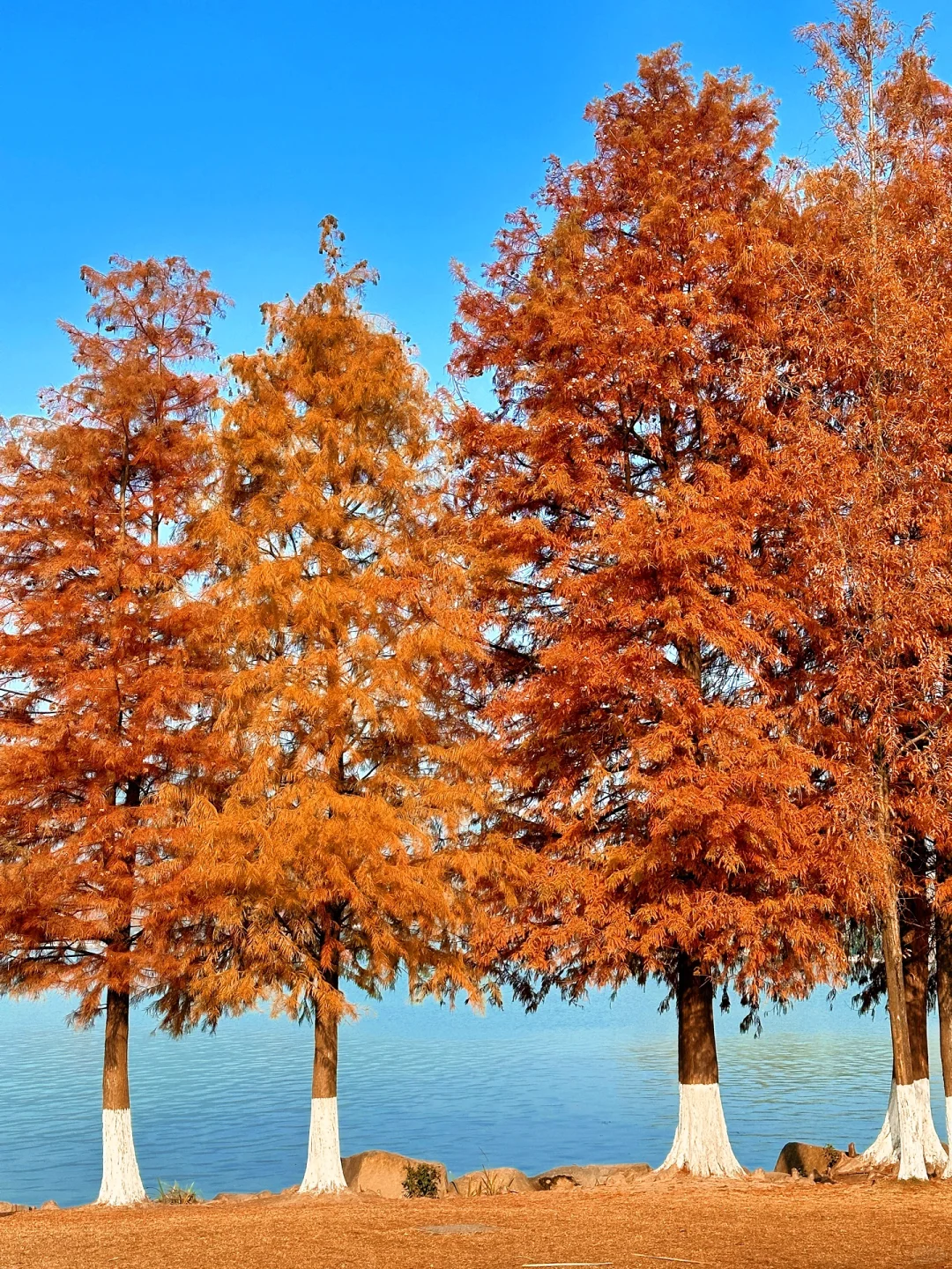 live实拍丨湘湖的秋天已经美到nextlevel了