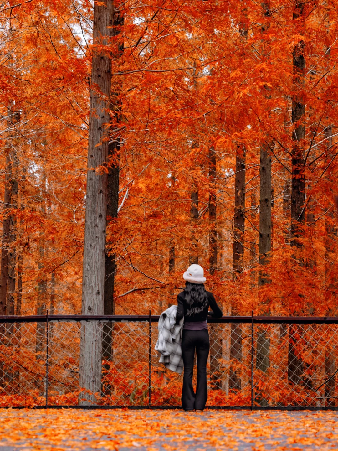 不是新疆！是江苏！美到哭的童话杉林！无人…