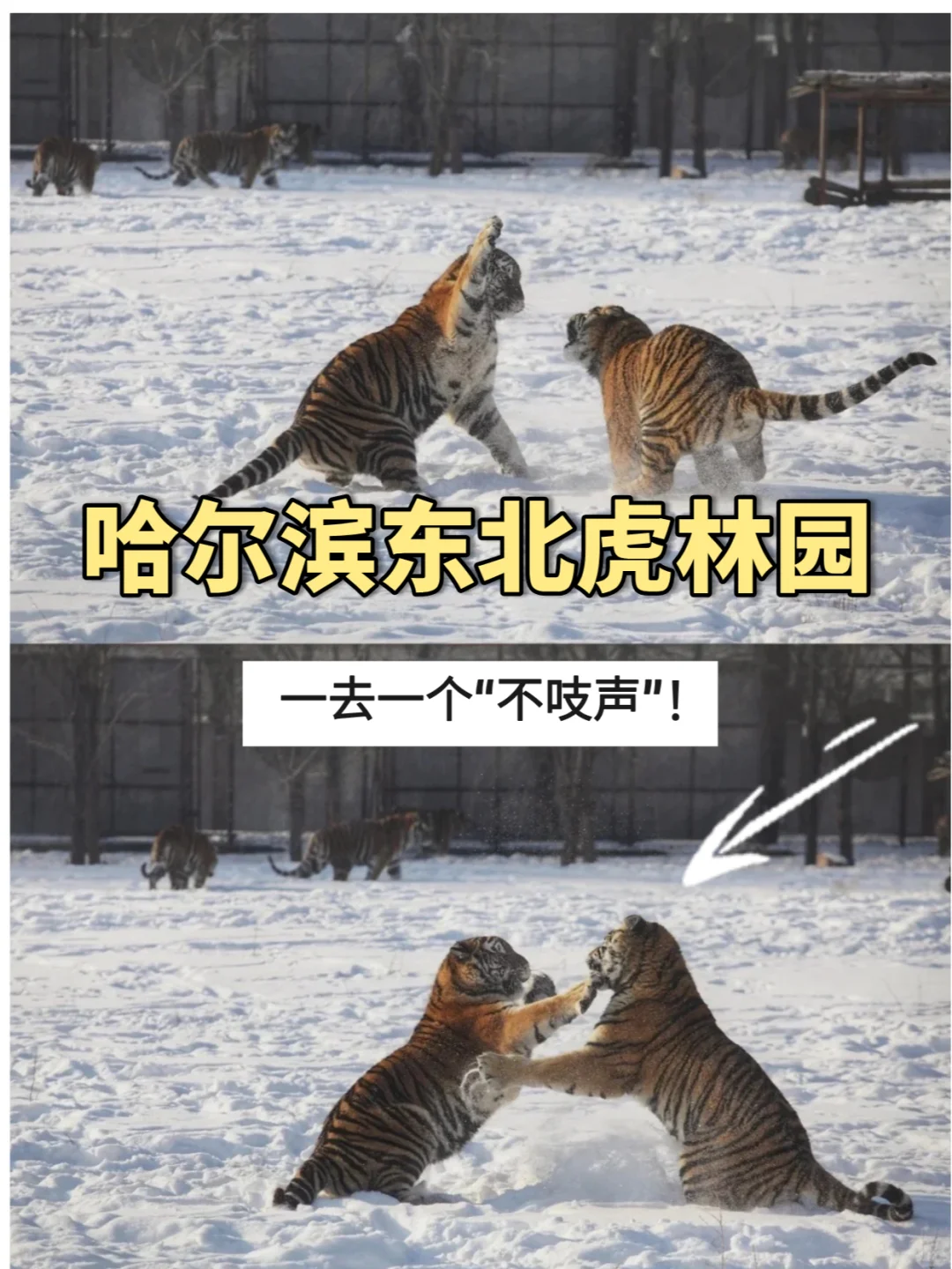 哈尔滨东北虎林园，一去一个“不吱声”❗