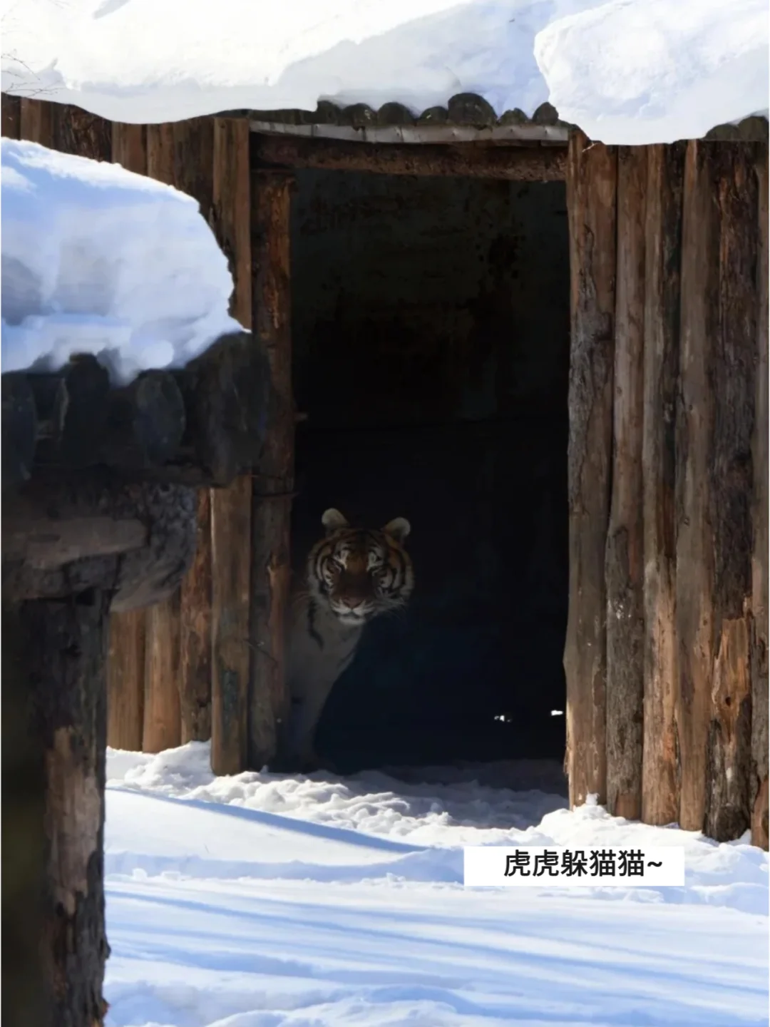哈尔滨东北虎林园，一去一个“不吱声”❗