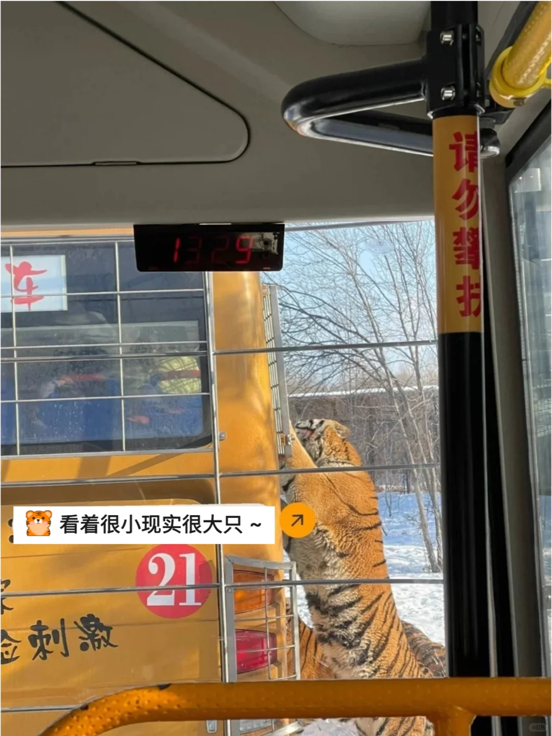 哈尔滨东北虎林园，一去一个“不吱声”❗