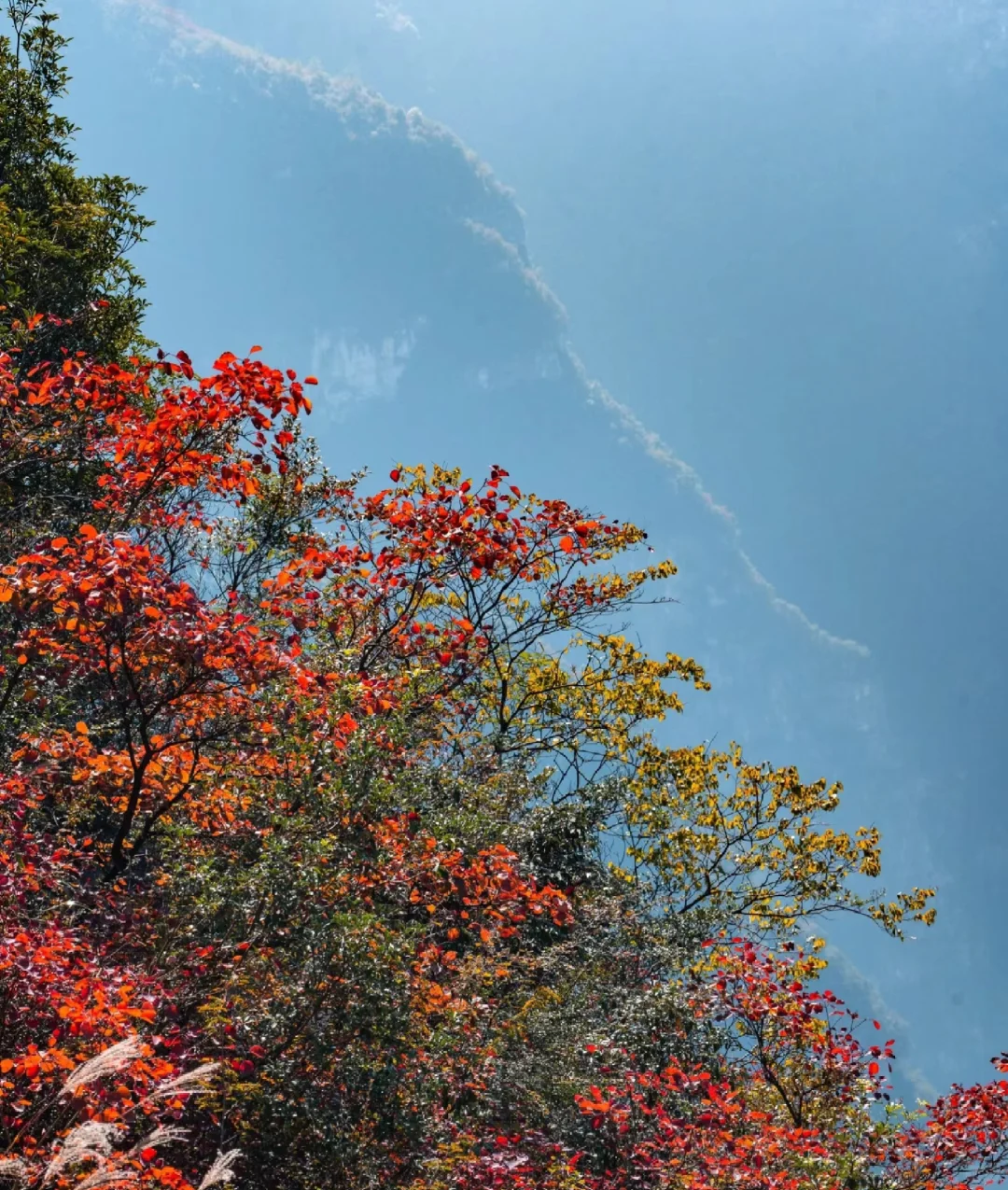 秋天太美了！三峡之巅赏红叶超全攻略