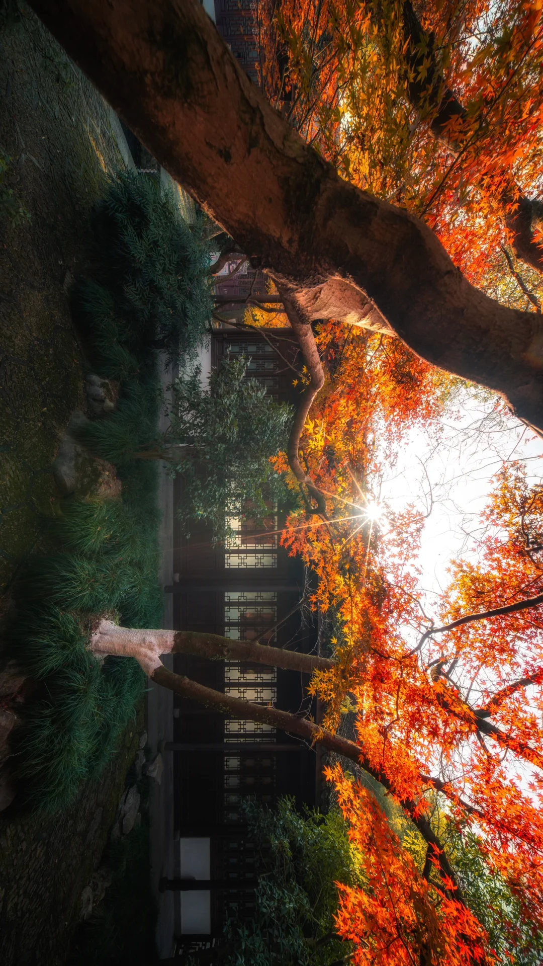 一个杭州99.9%的人都不知道的赏秋景点‼️