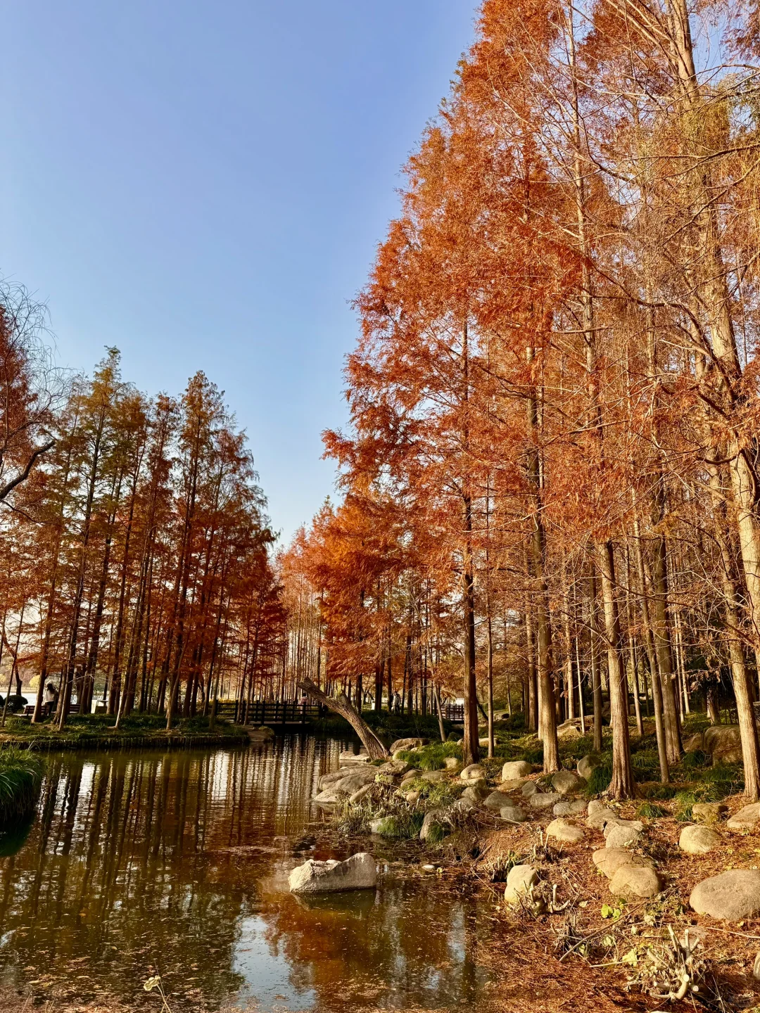 红了!上海这个被严重低估的宝藏公园😍