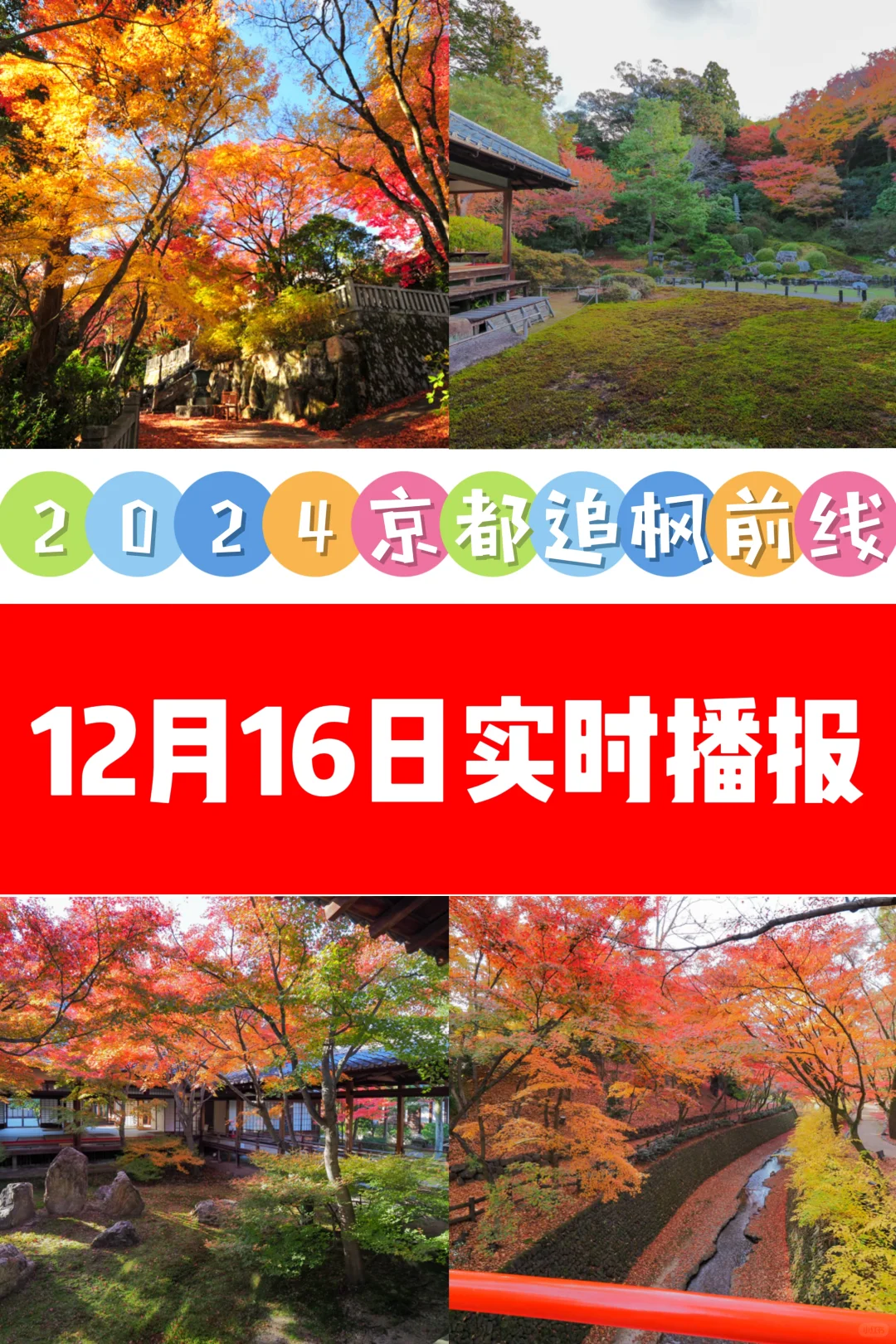 2024京都追枫实时播报📢这些寺院坚挺仍可冲