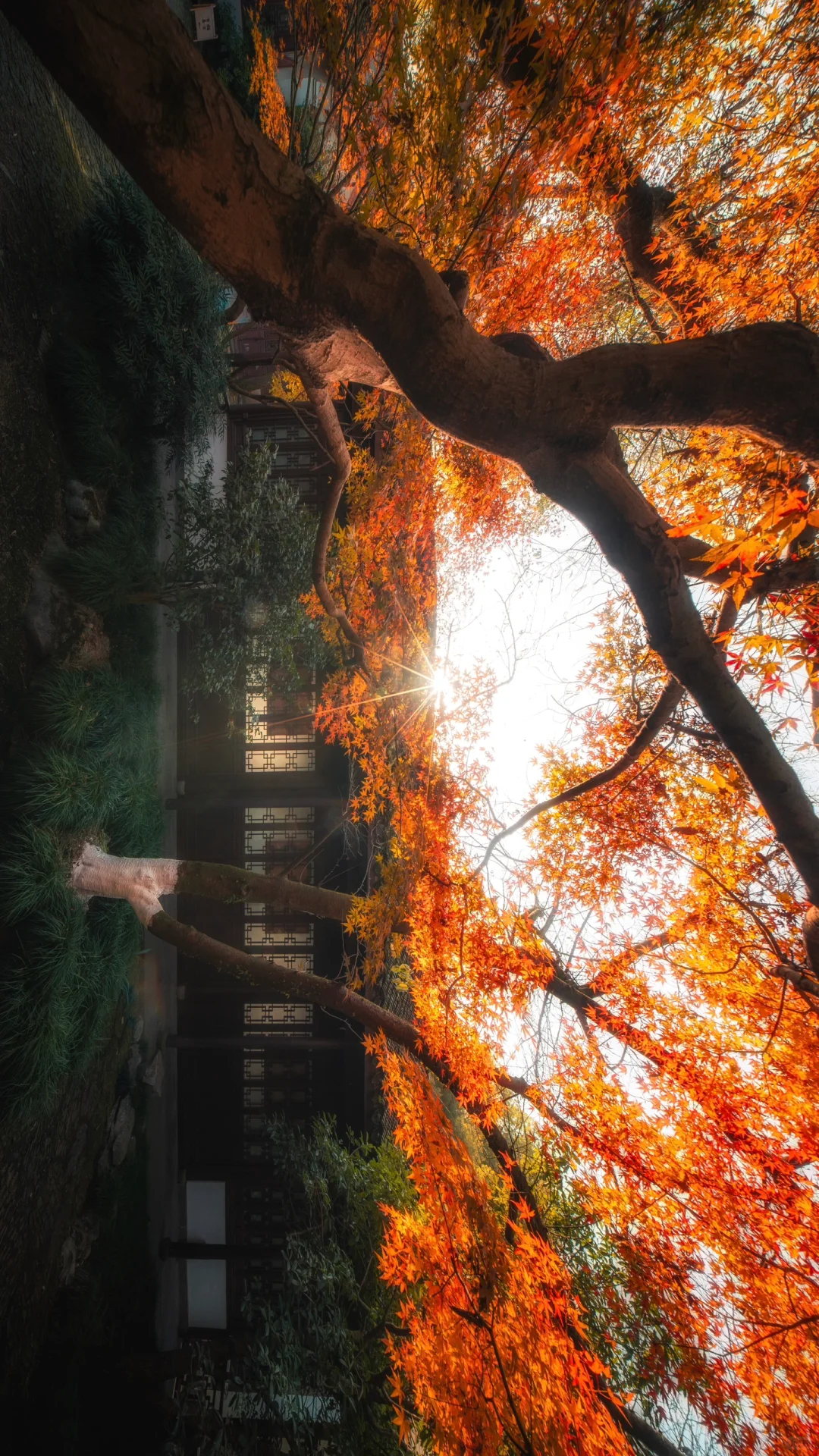 一个杭州99.9%的人都不知道的赏秋景点‼️