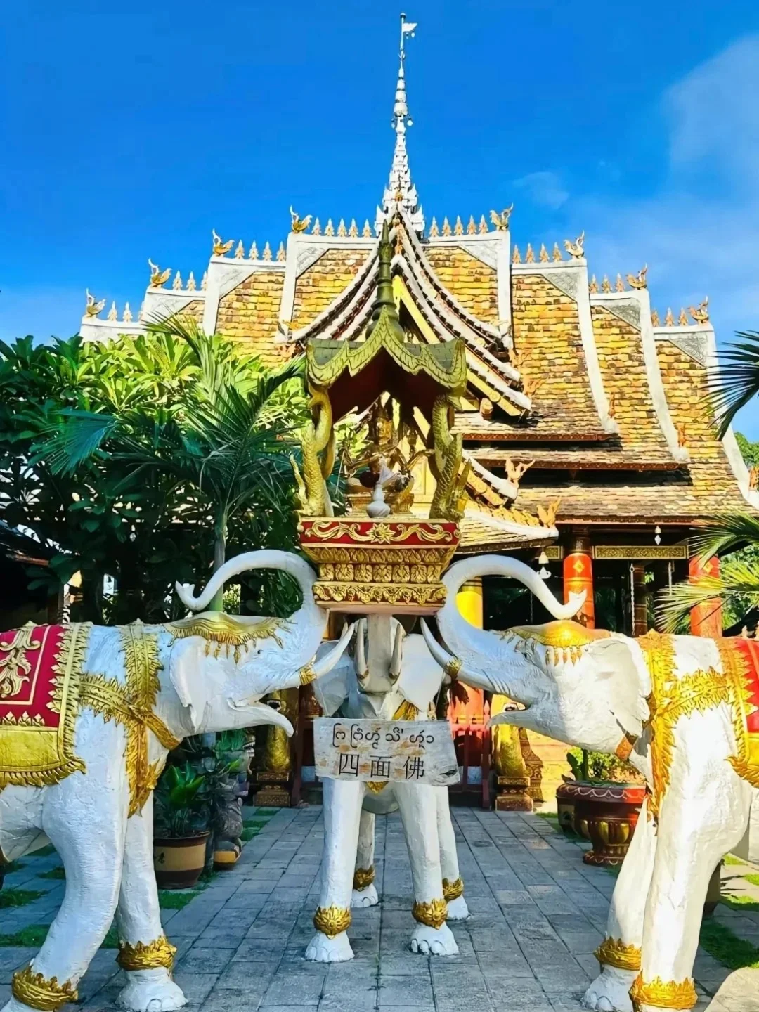 冬季来西双版纳必去十大景点❗新手必看❗