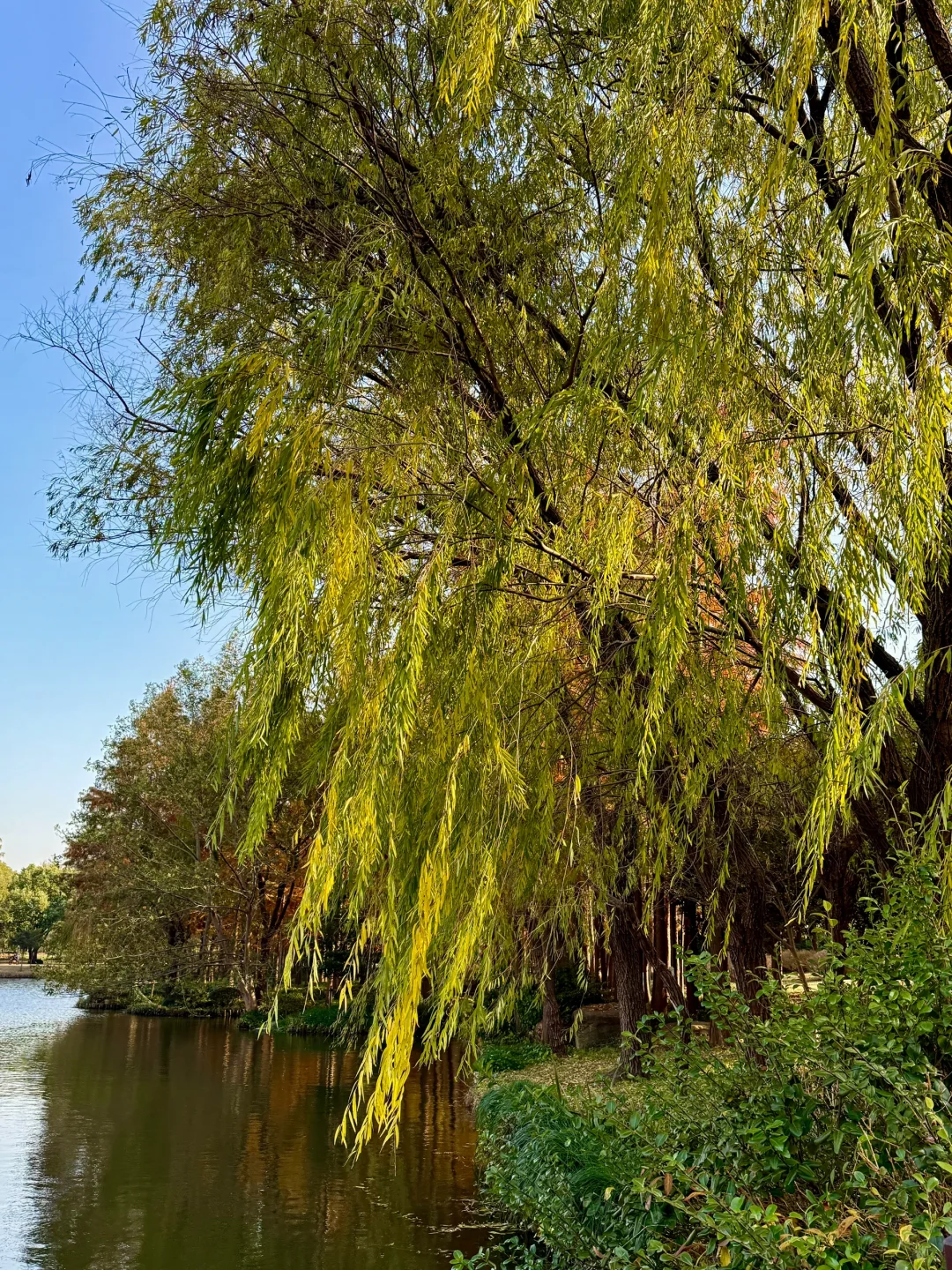 红了!上海这个被严重低估的宝藏公园😍