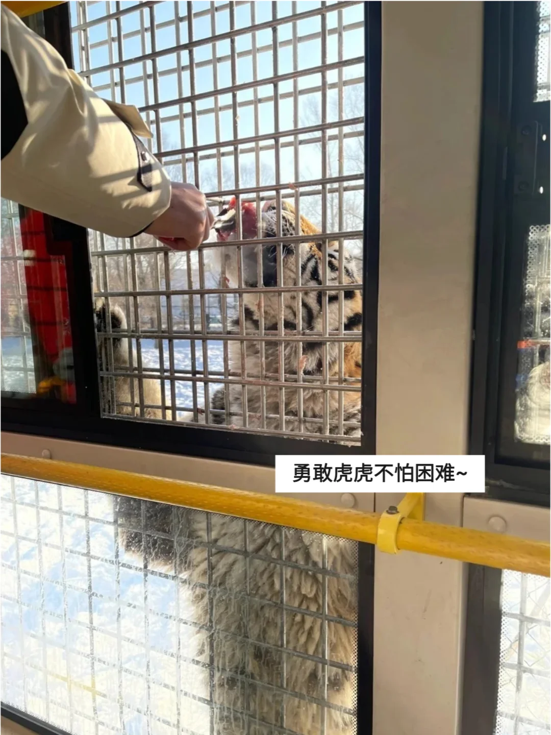 哈尔滨东北虎林园，一去一个“不吱声”❗