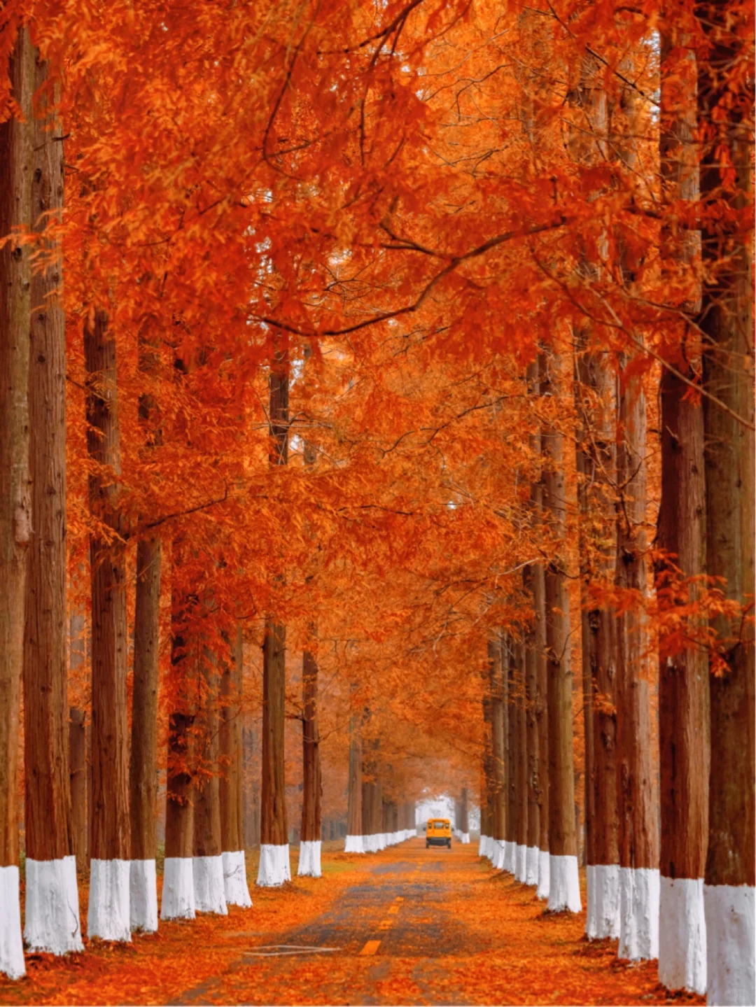 不是新疆！是江苏！美到哭的童话杉林！无人…