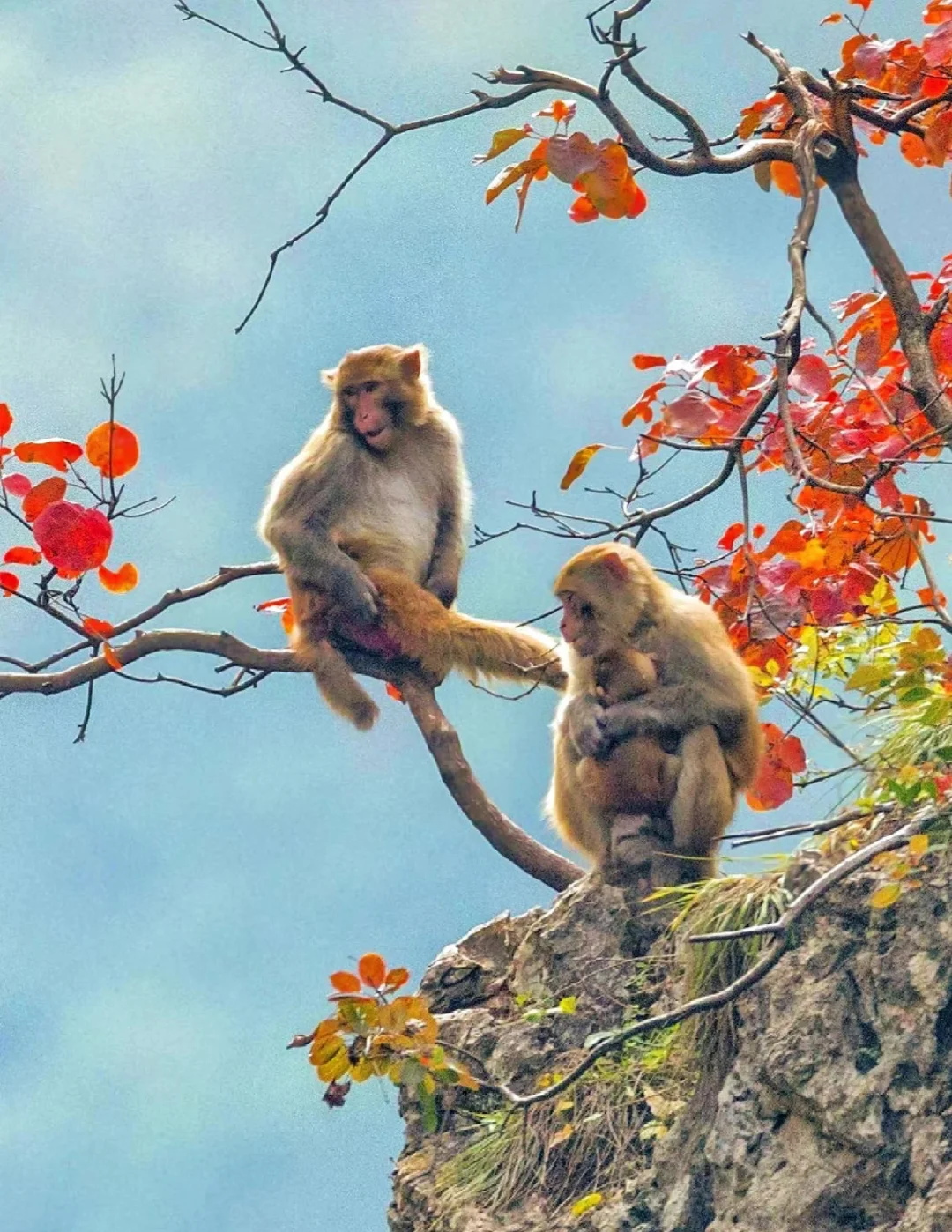 秋天太美了！三峡之巅赏红叶超全攻略